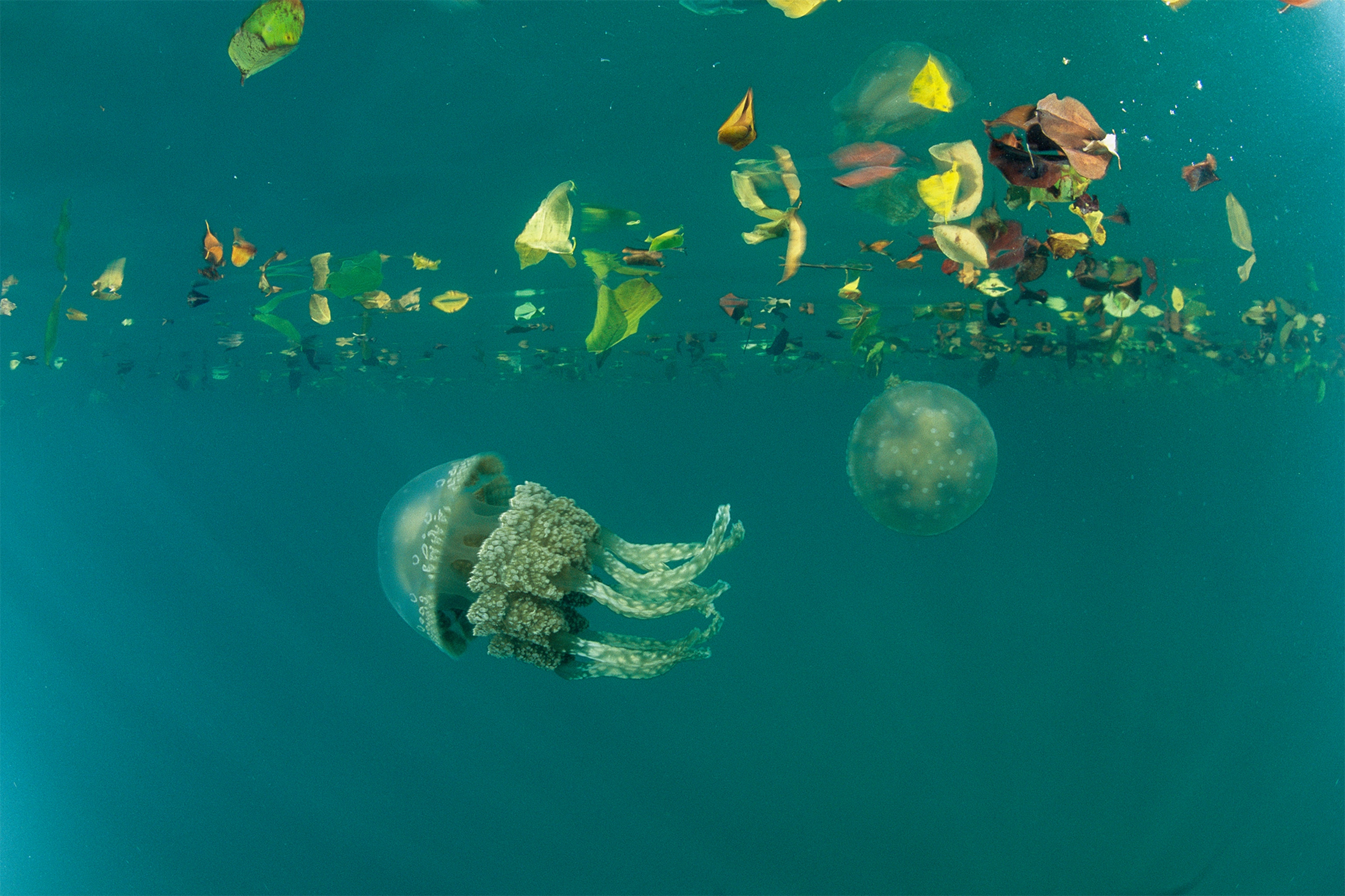 jellyfish pulsing through a Pacific lagoon.