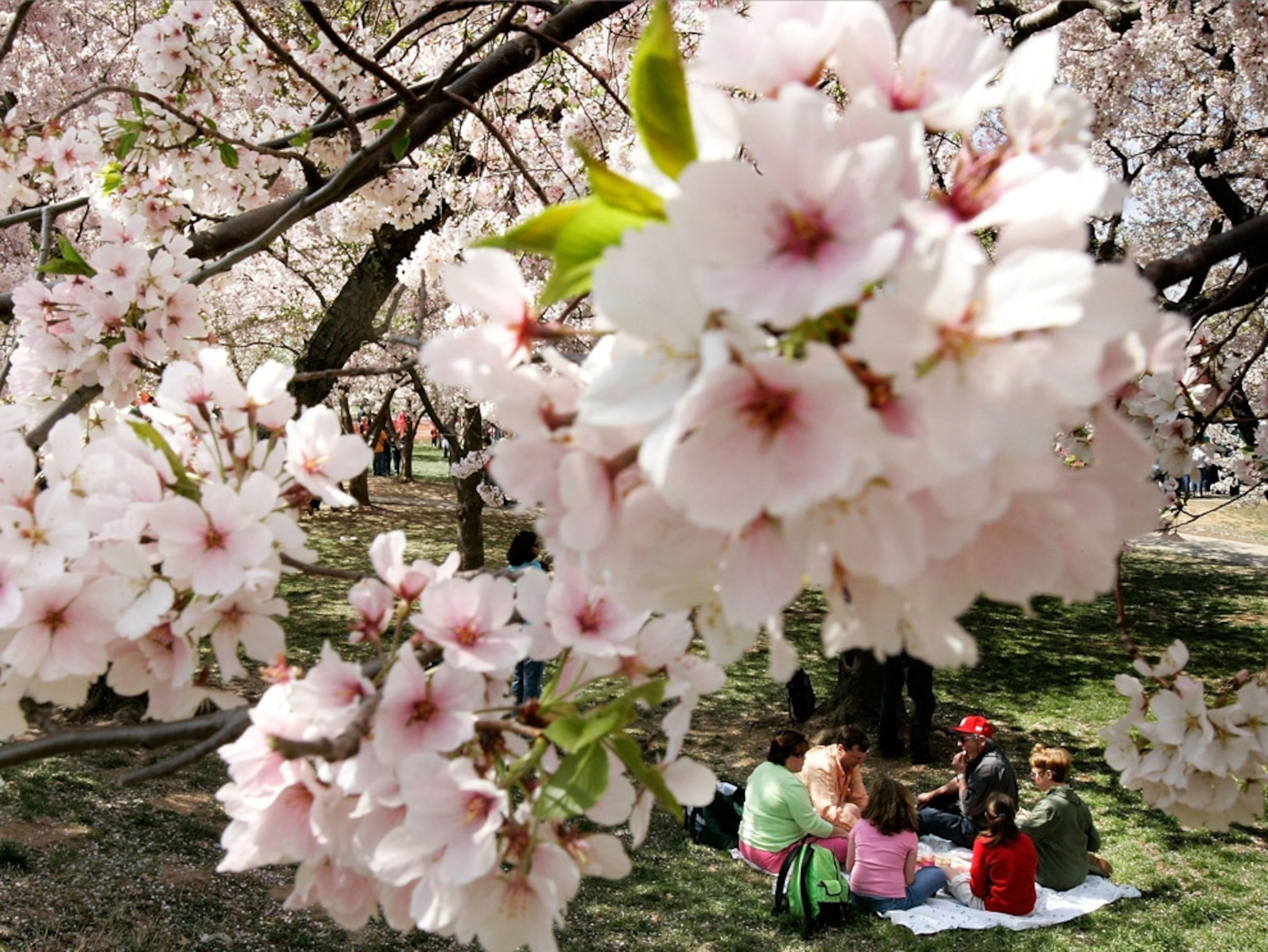 Spring cherry blossoms