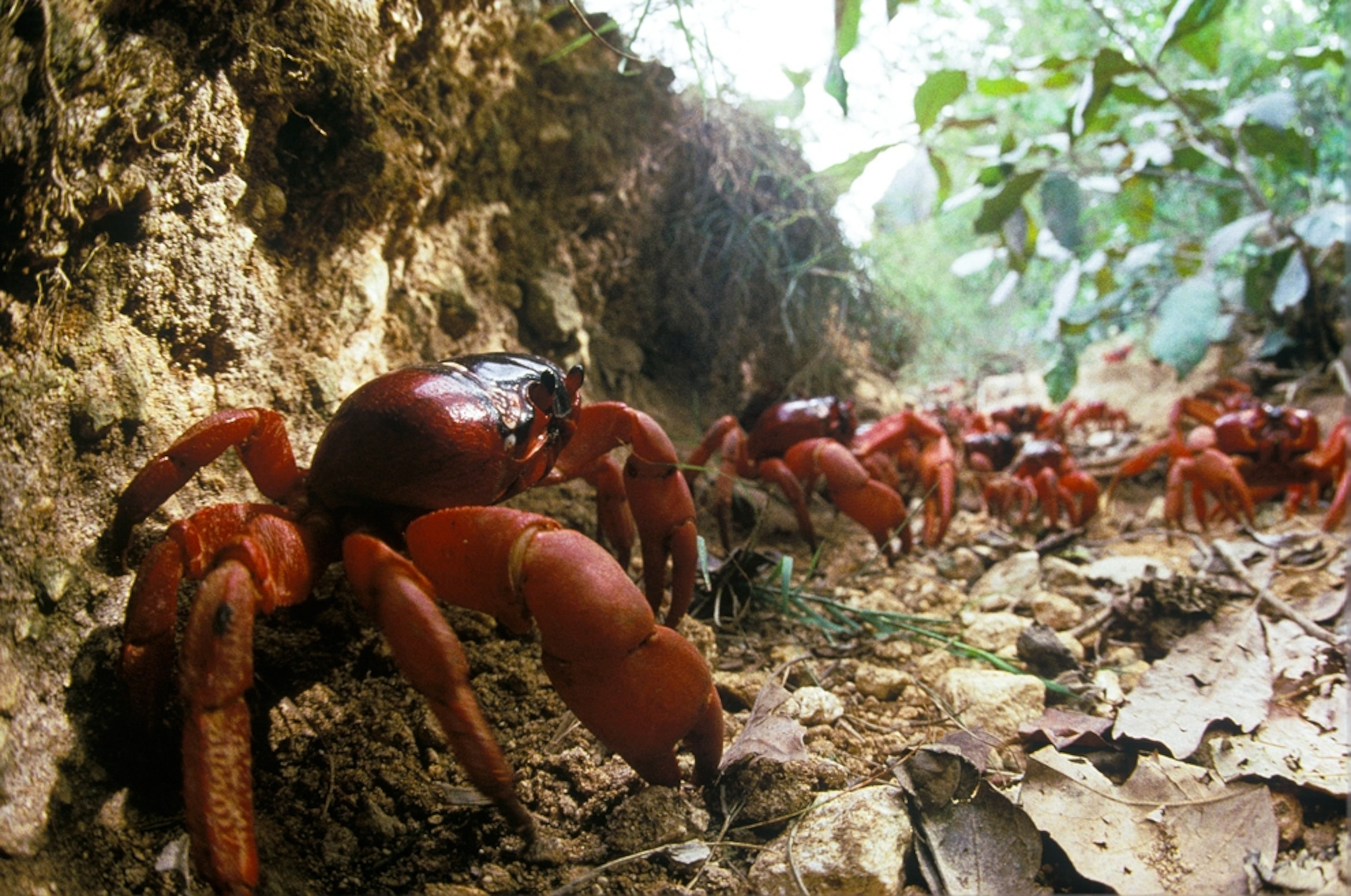 A picture of Christmas Island red crabs migrating toward the ocean
