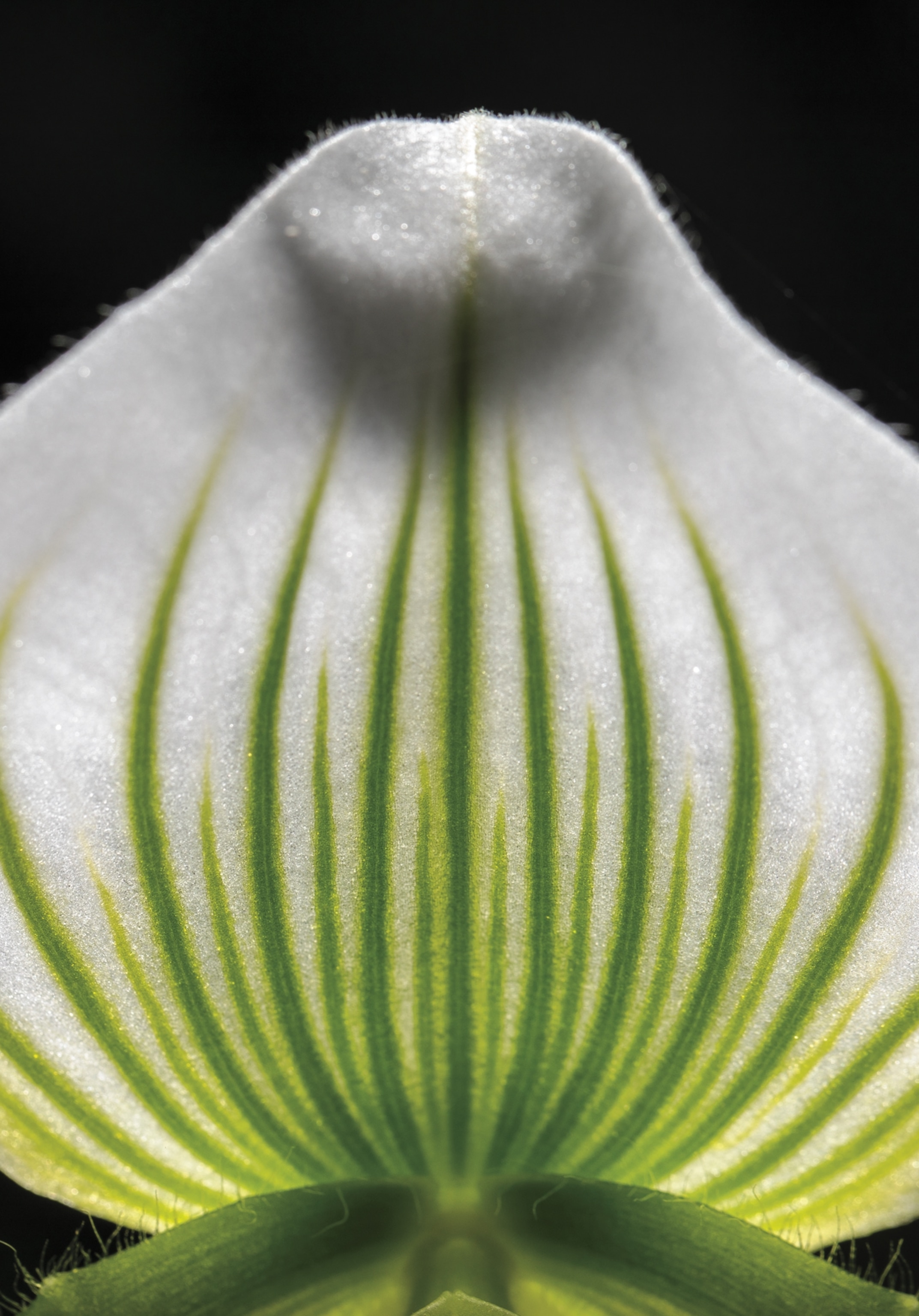A close-up highlights the white with green stripes dorsal sepal.