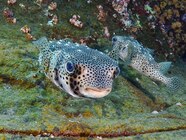 Giant Puffer Fish Puffed Up