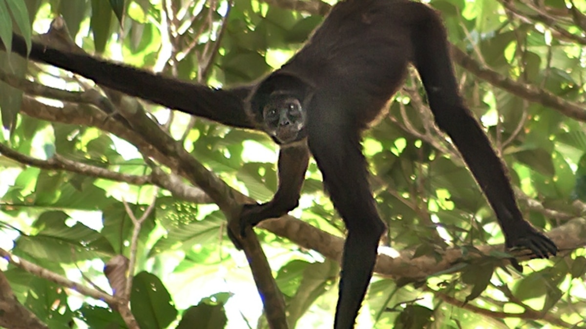 Near-Extinct Monkeys Found in Colombian Park