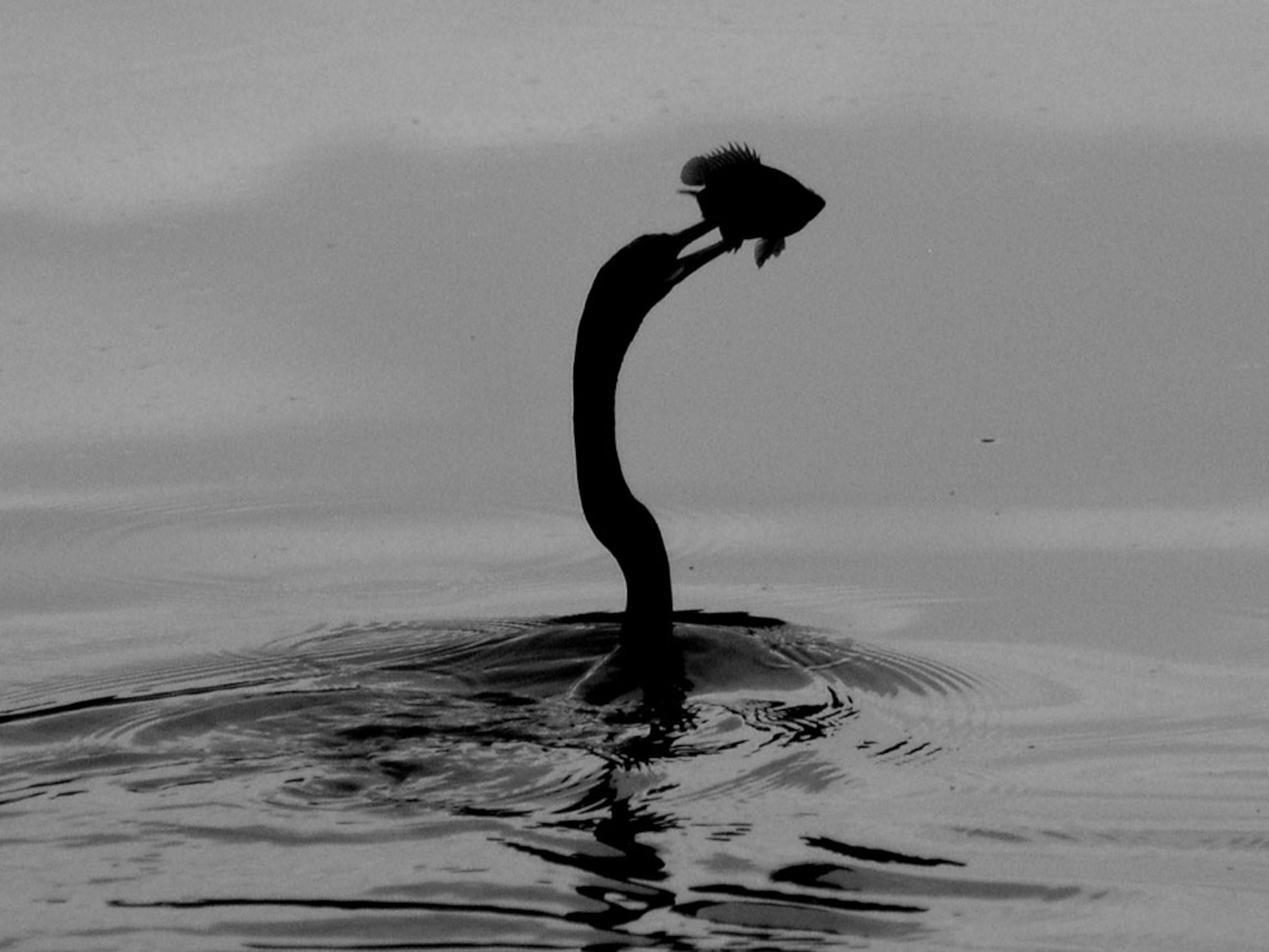 Silhouette of a bird with a fish in its beak