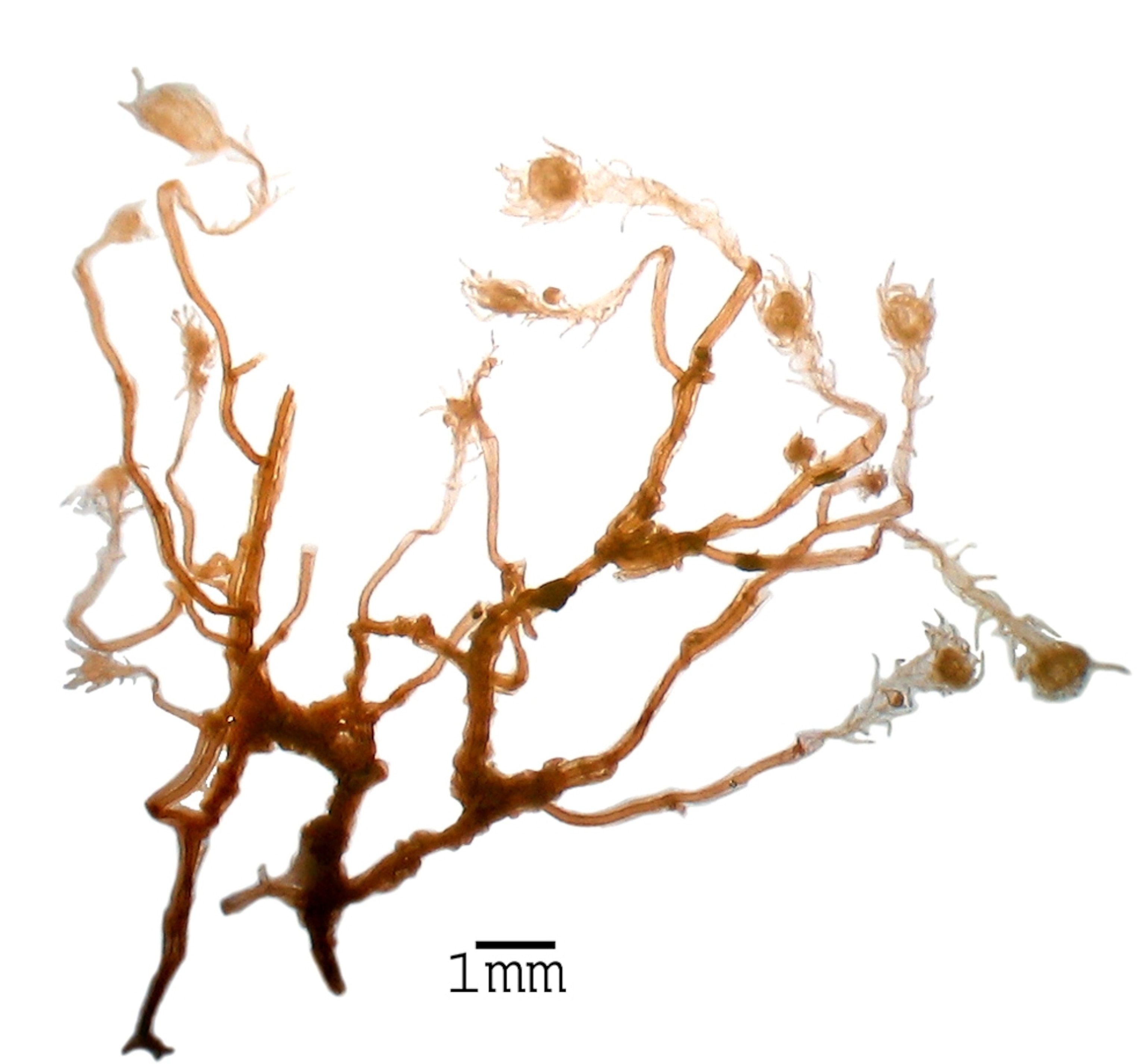 Picture of a new species of hydroid, announced today in the final reports of the Census of Marine Life