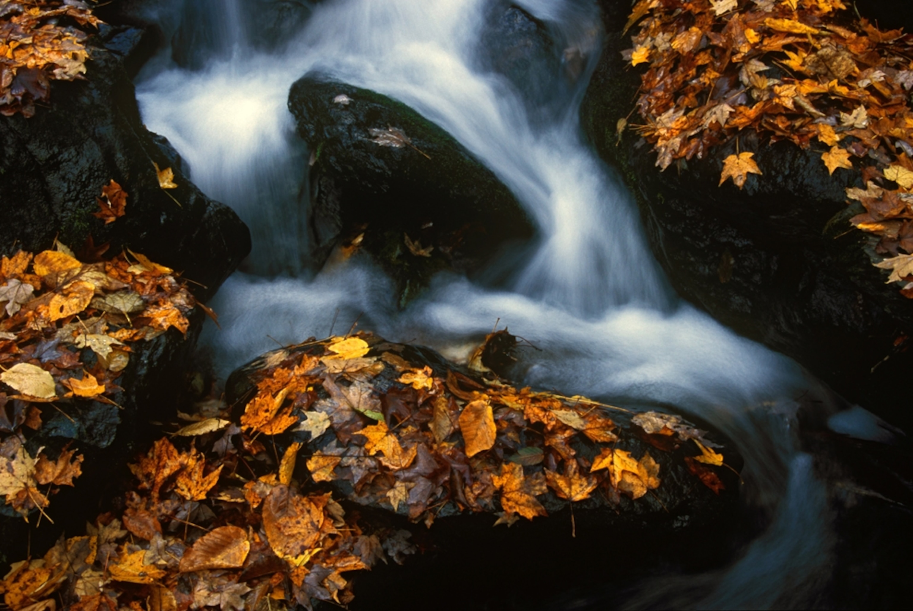 leaf-covered rocks and a waterfall in Virginia