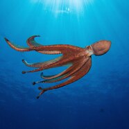 Stuffed Animals Plushies Toys Games Octopus Toys Etna pe Stuffed Animals Plushies Toys Games Octopus Toys Etna pe