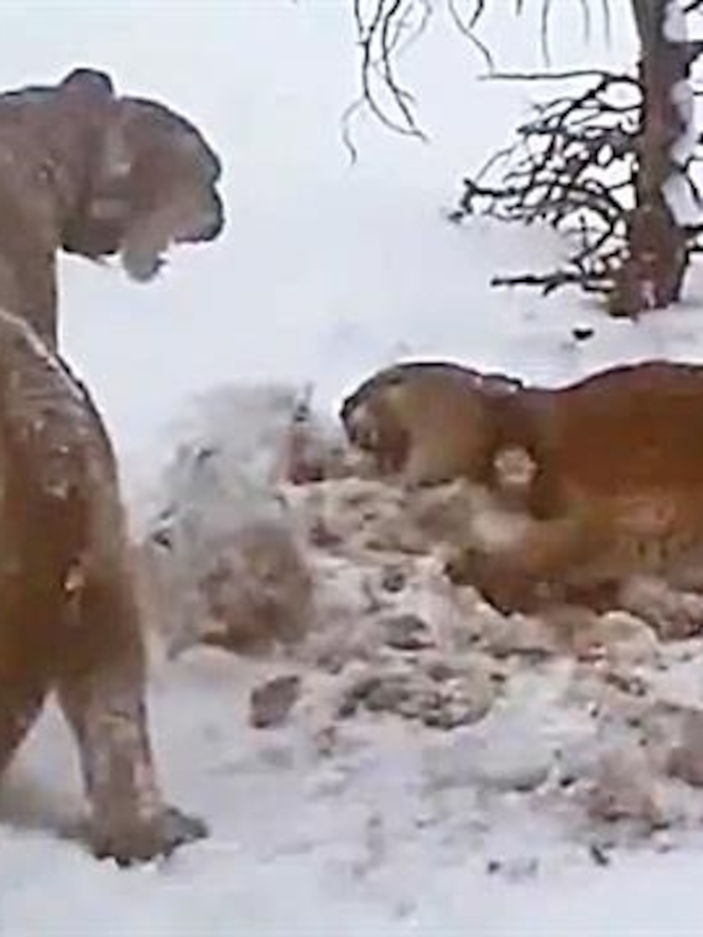 A Rare Look Inside the Secret Lives of Cougar Kittens