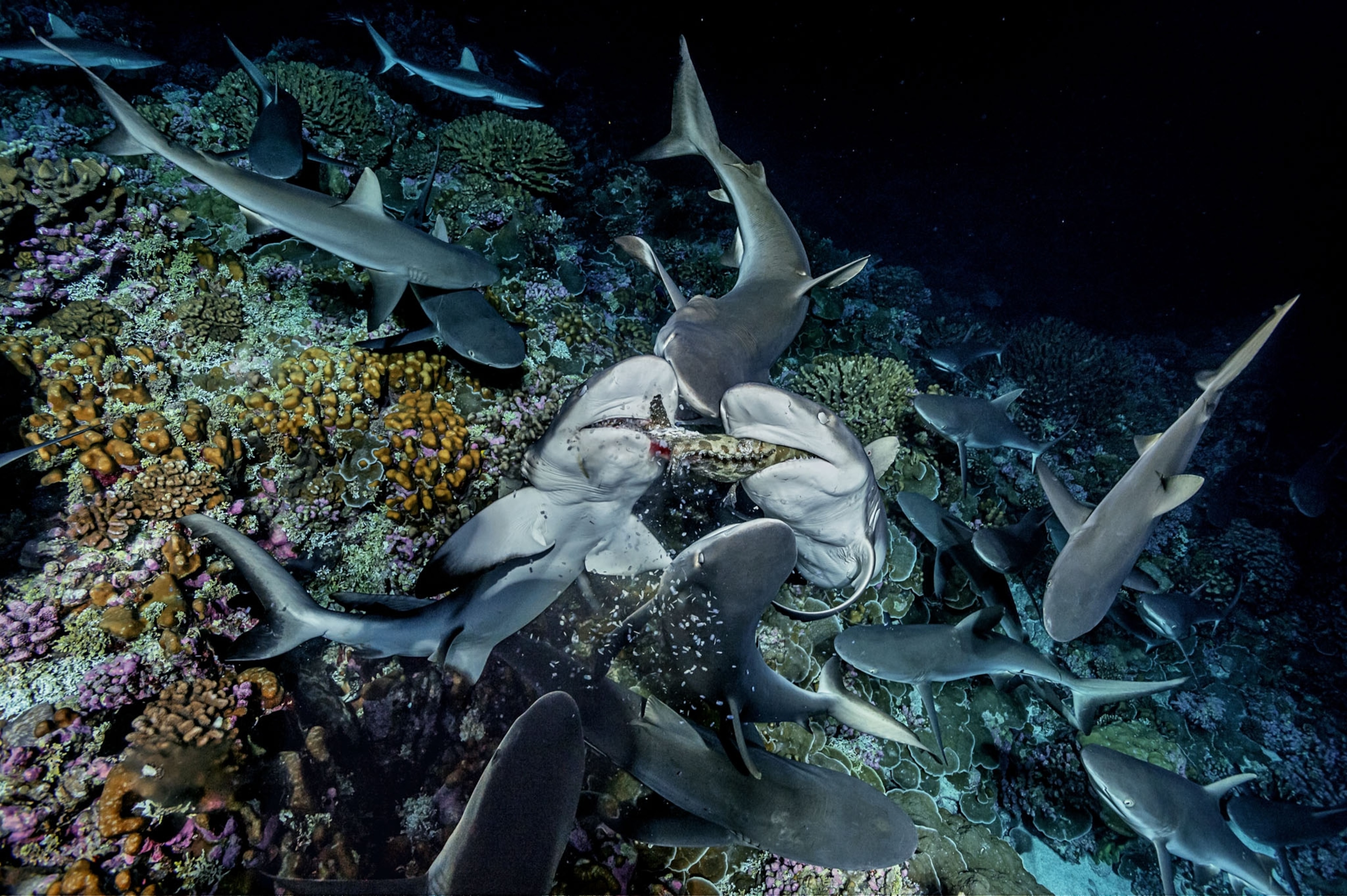 Look Inside a Frenzy of Hungry Sharks and Breeding Groupers | National
