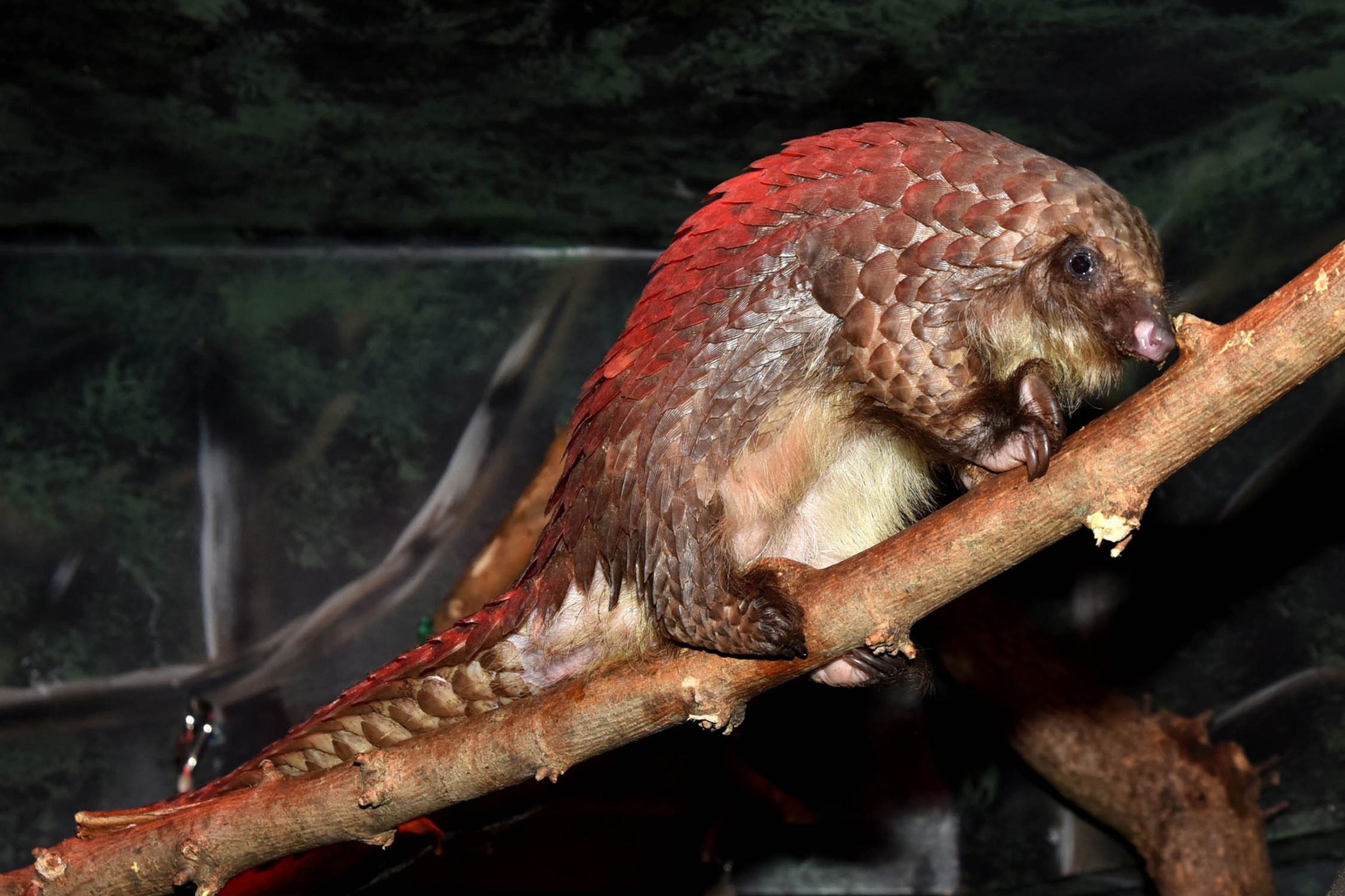 a pangolin at the Brookfield Zoo