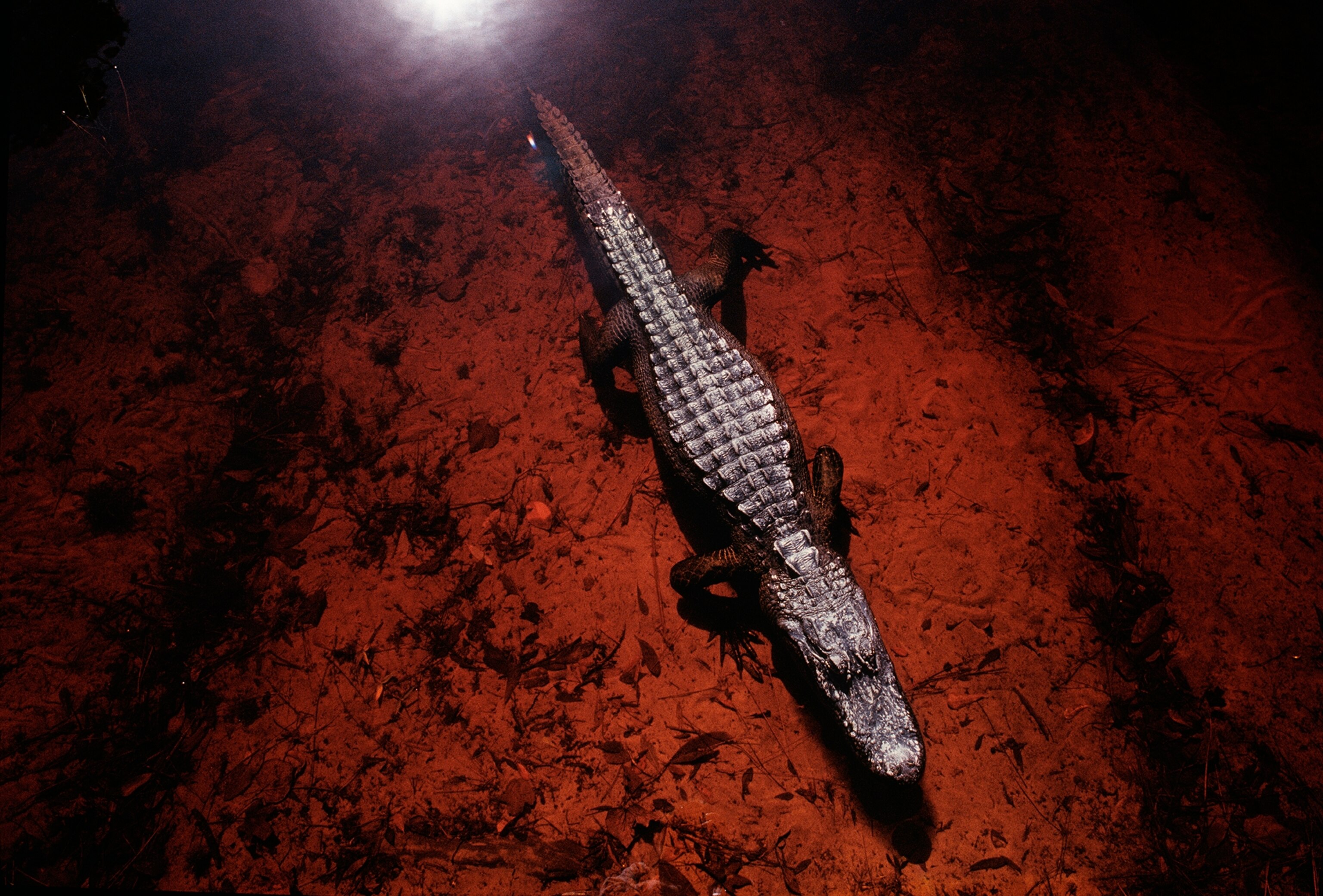 an American alligator