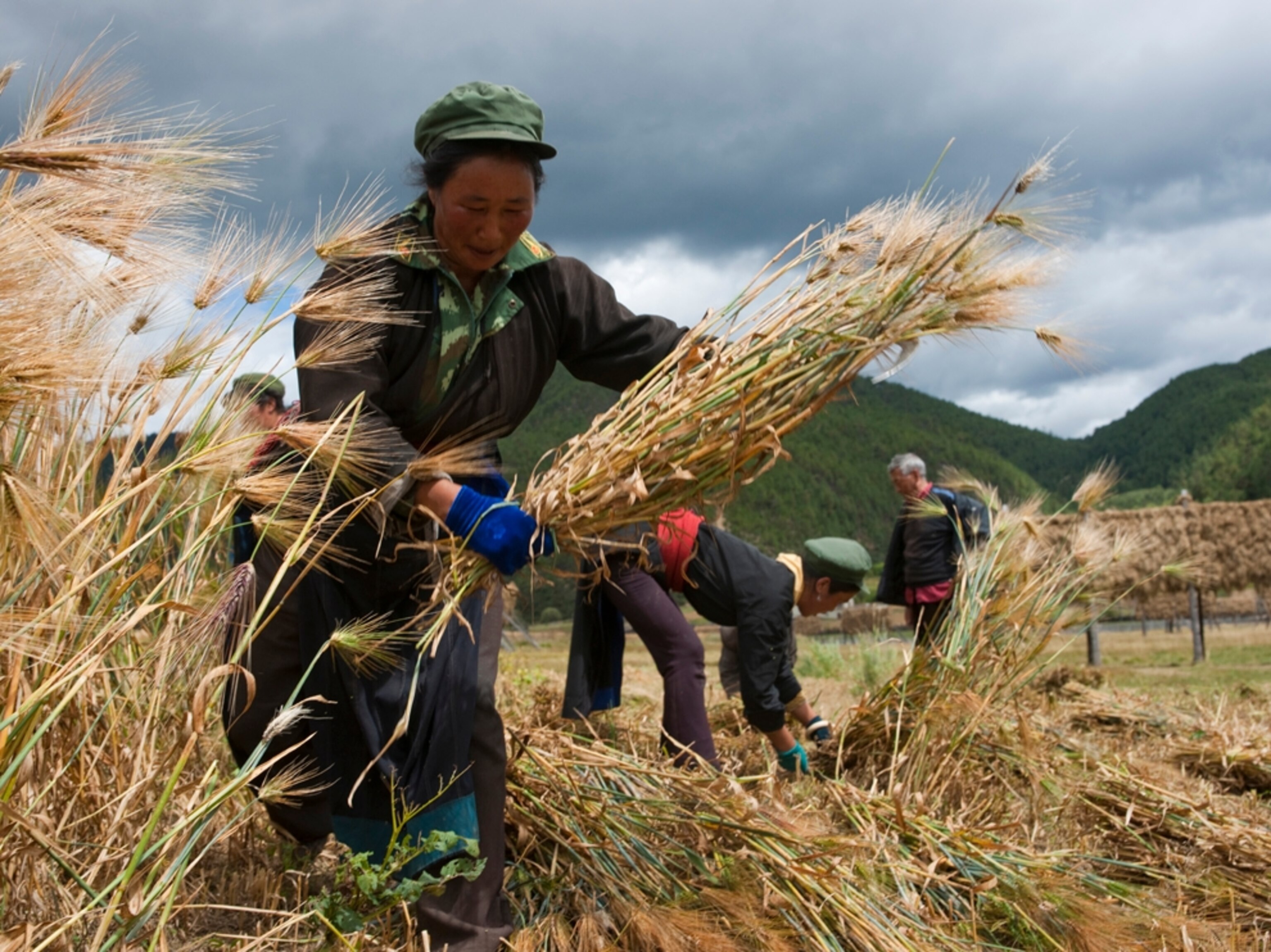 A family harvesting barley in China
