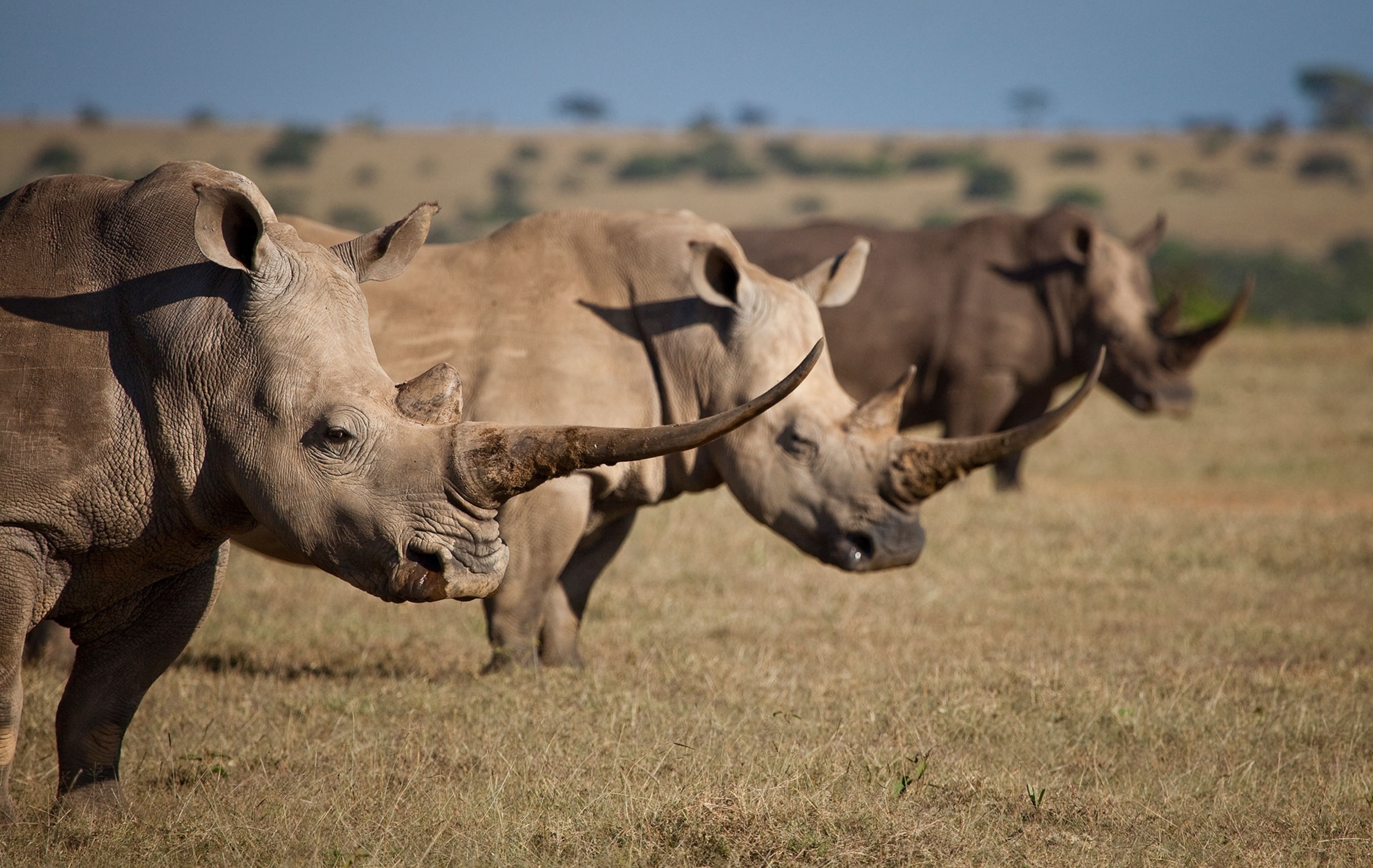three white rhinos in Kenya