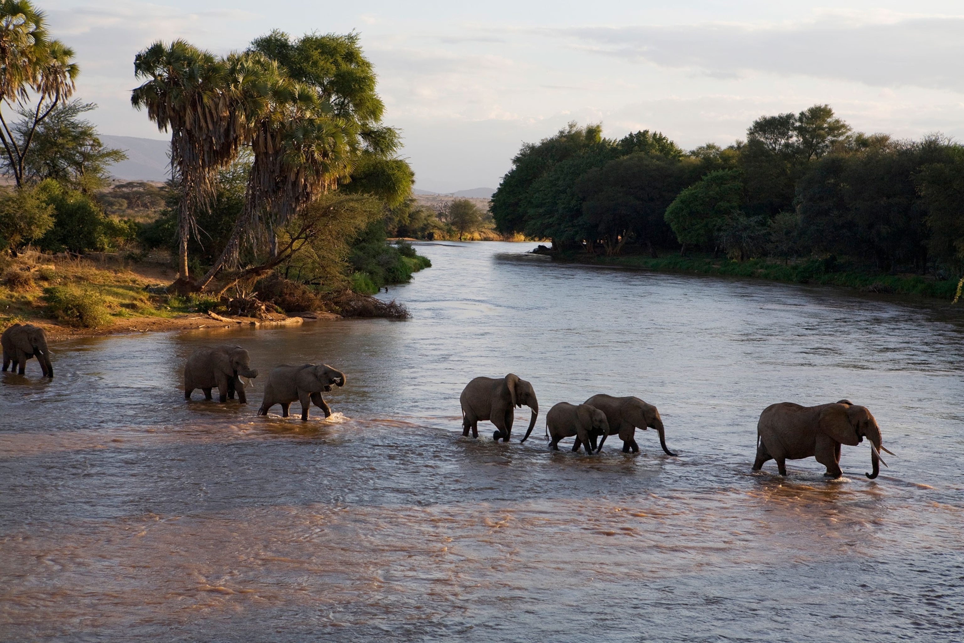 An elephant matriarch leads her group across a river.