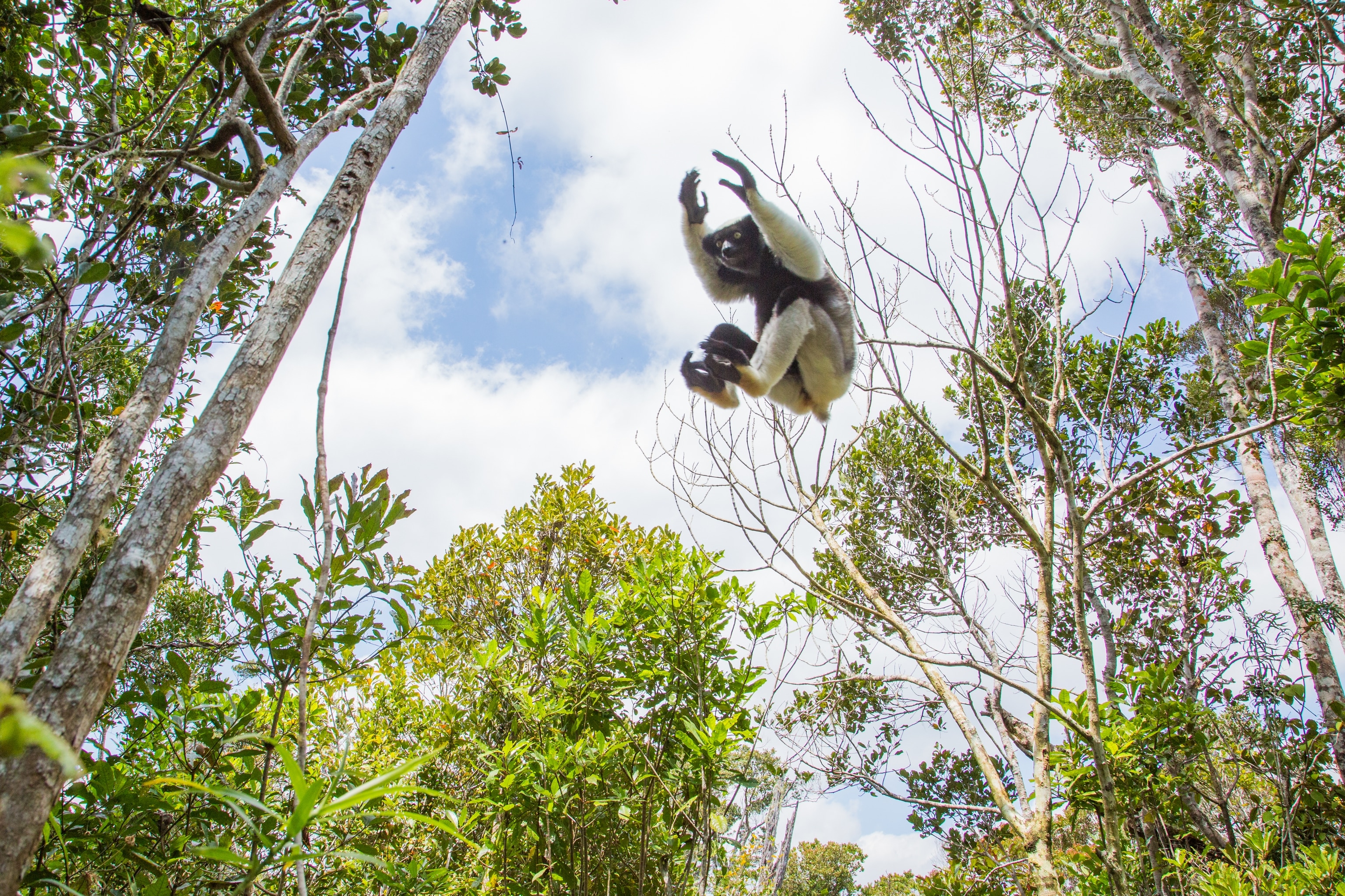 A young indri (Indri indri) leaping from tree to tree.