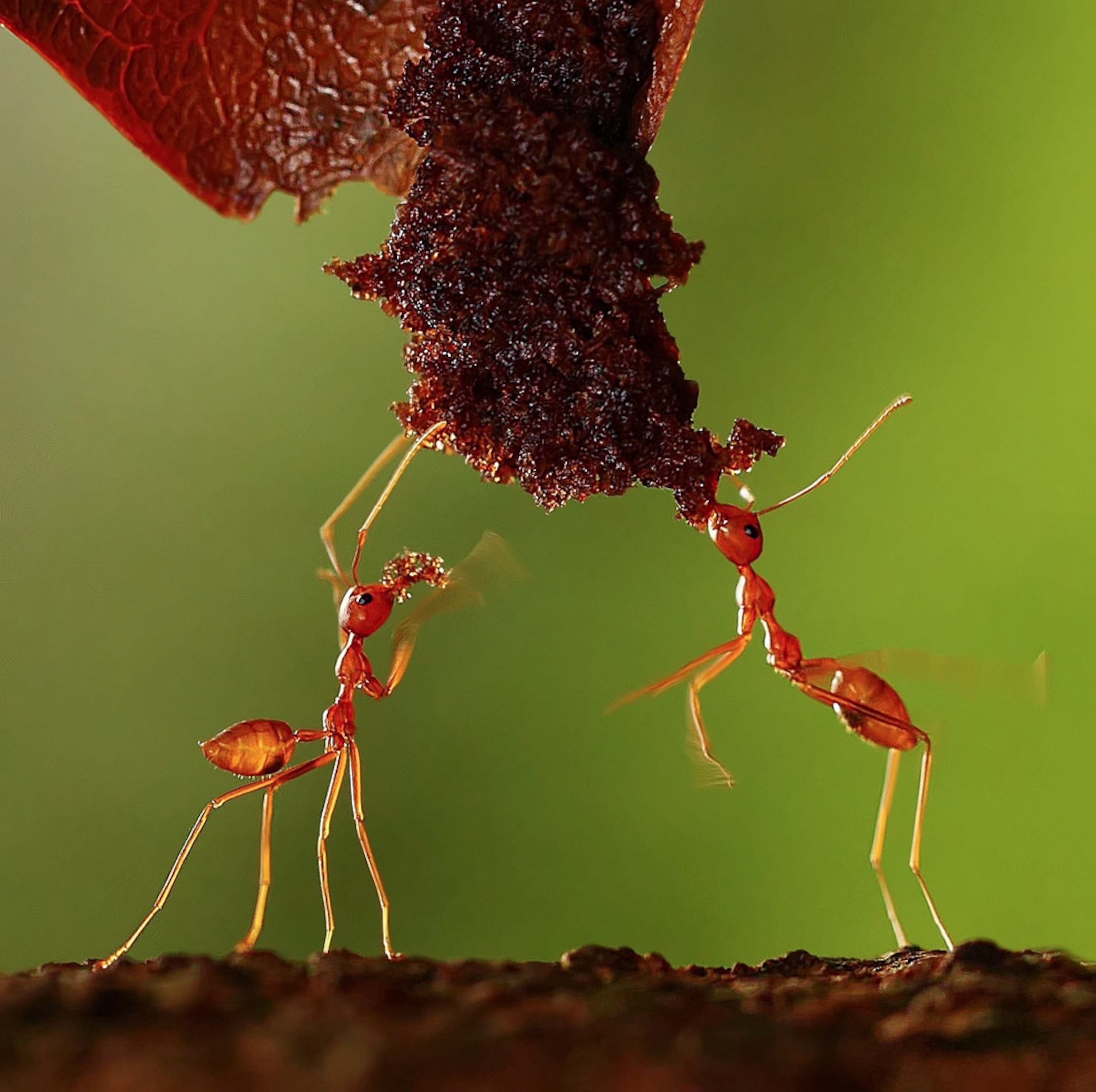 Ant picture: two ants eating a leaf -- winner, "Nature/Wildlife," World Photography Awards 2011
