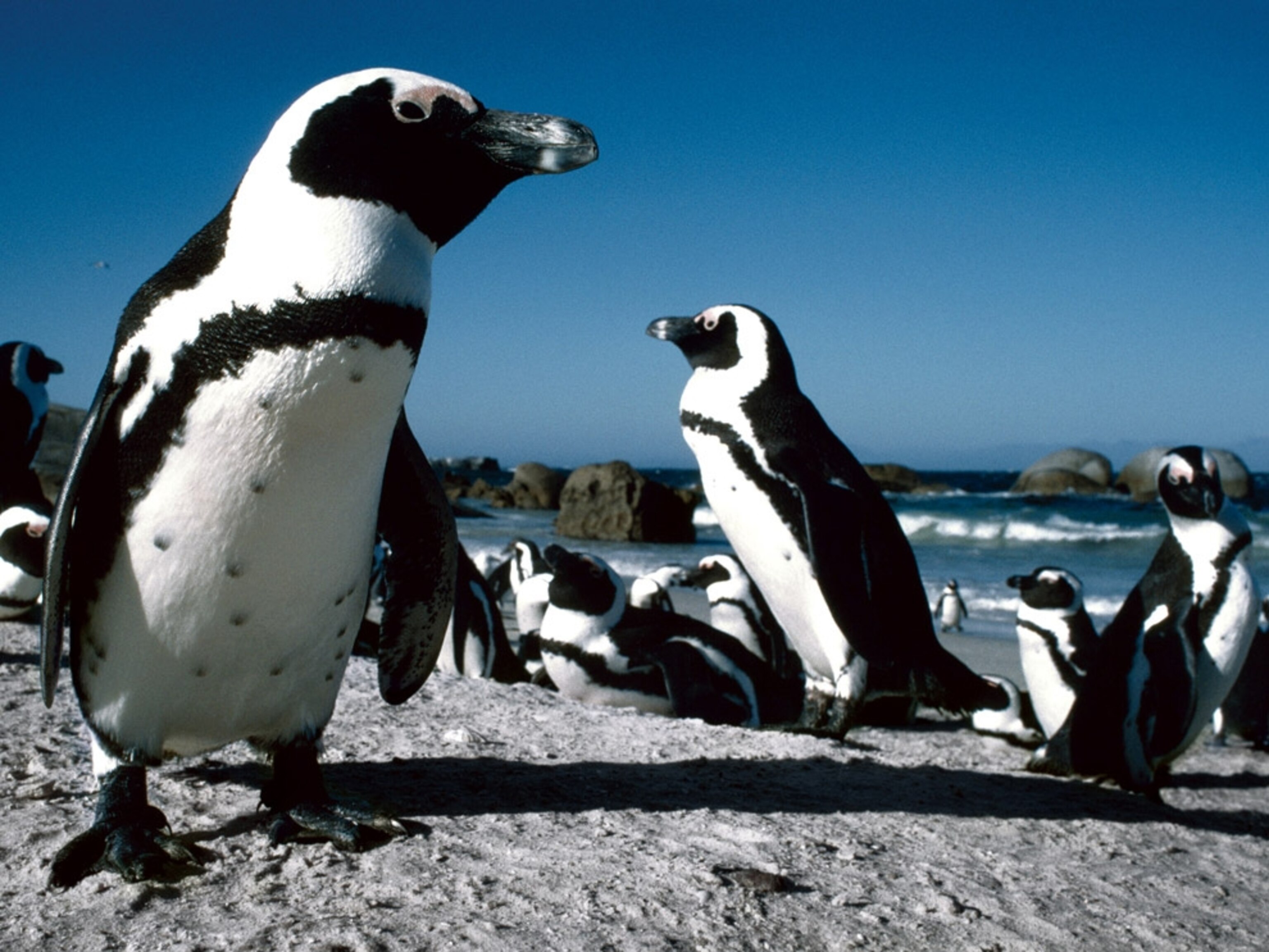 Boulders Beach