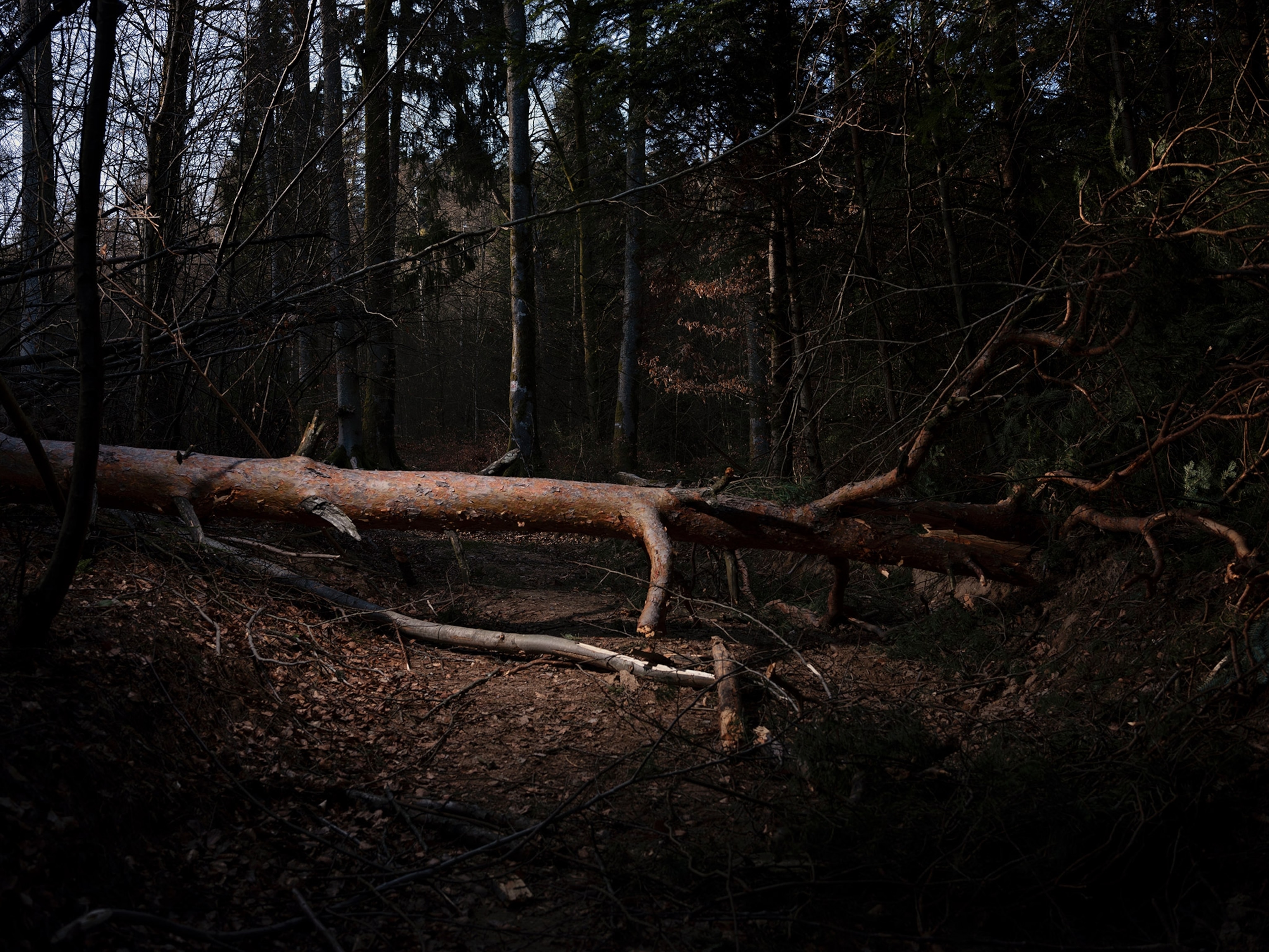 a fallen tree in the woods in France