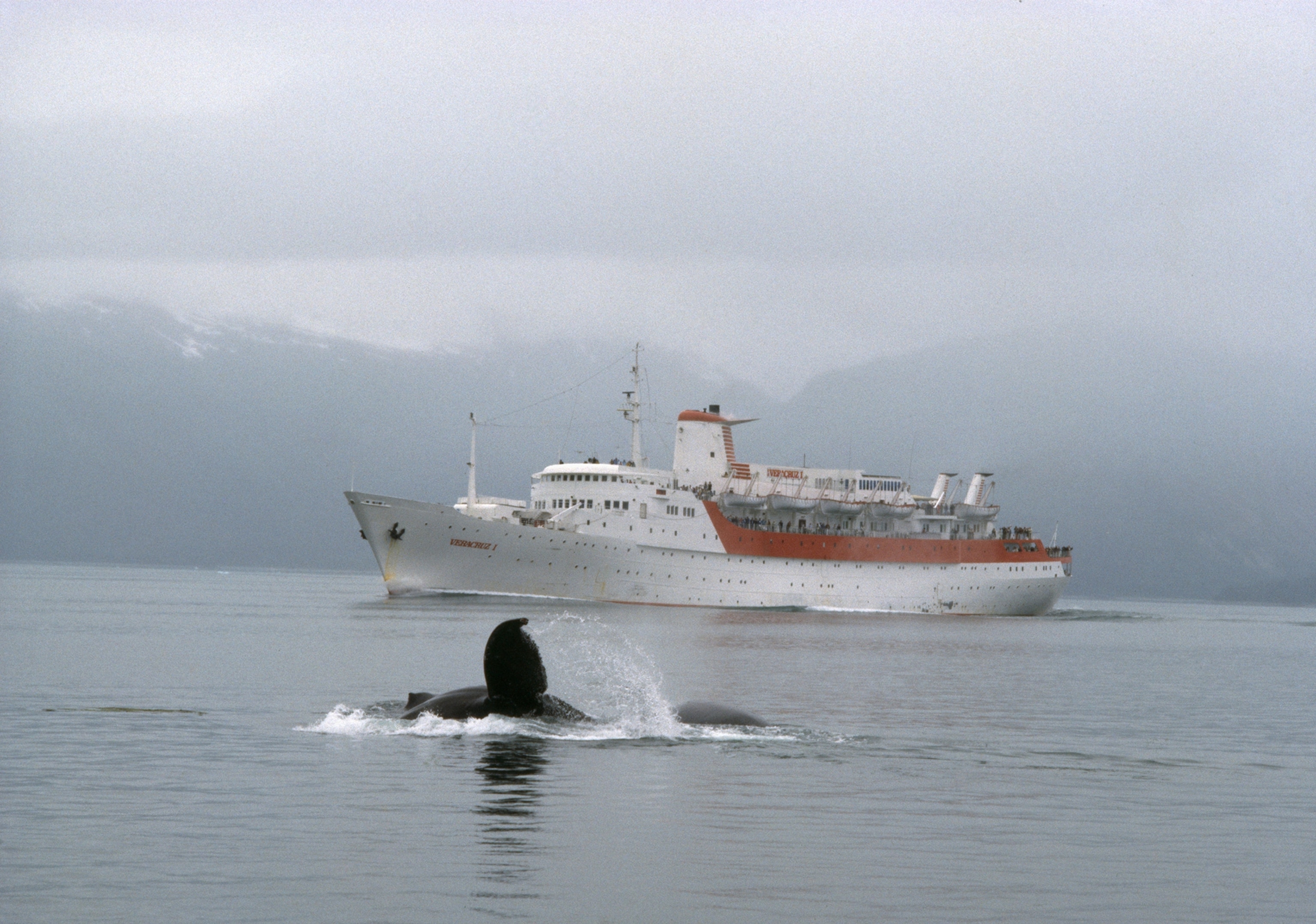 Flurry of flukes draw a surge of tourists to the rail of a cruise ship in Glacier Bay. In small boats, whale-watches can harass the creatures.