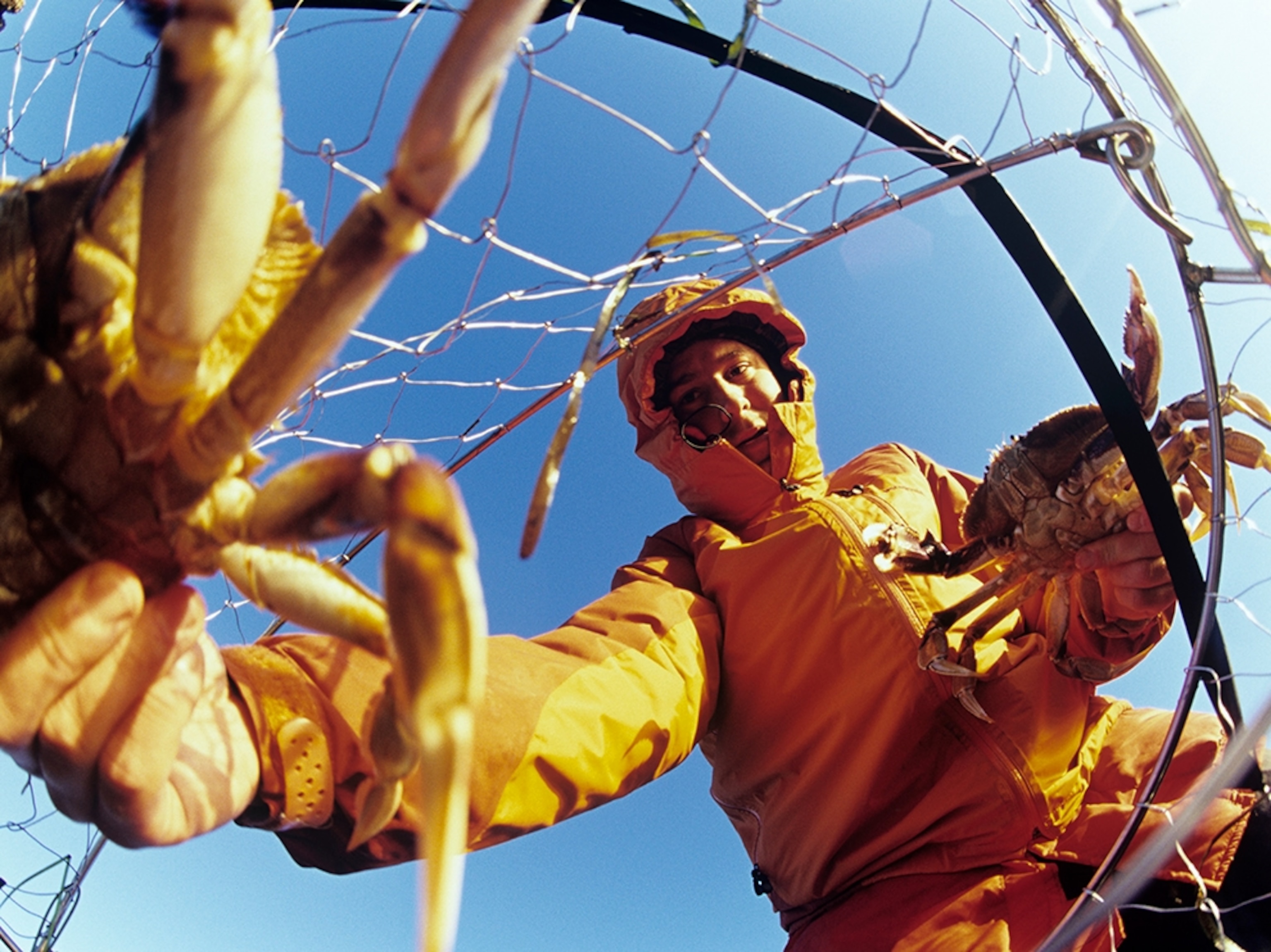 man putting crabs in net, Tofino, British Columbia