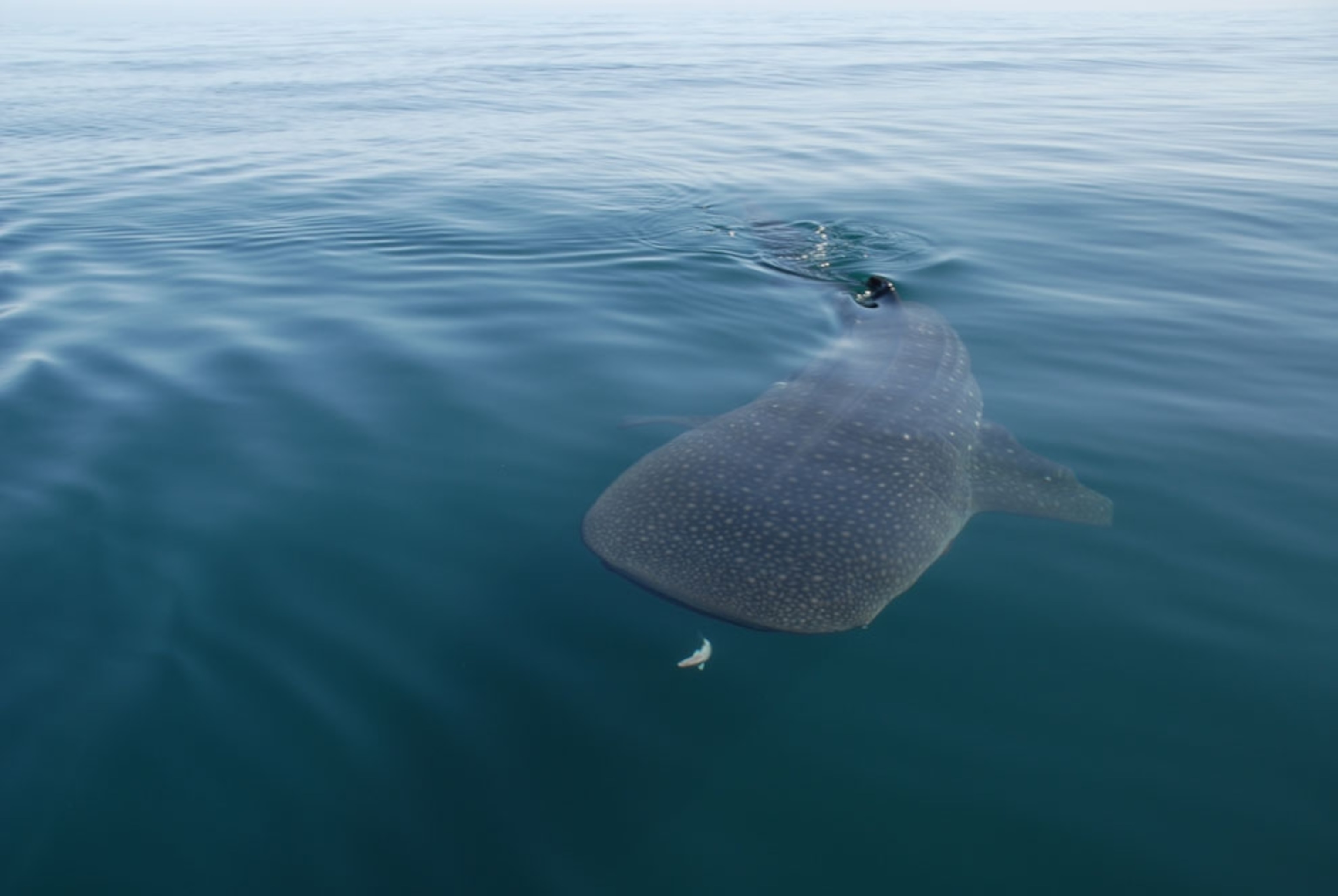 Whale shark in the Gulf of California