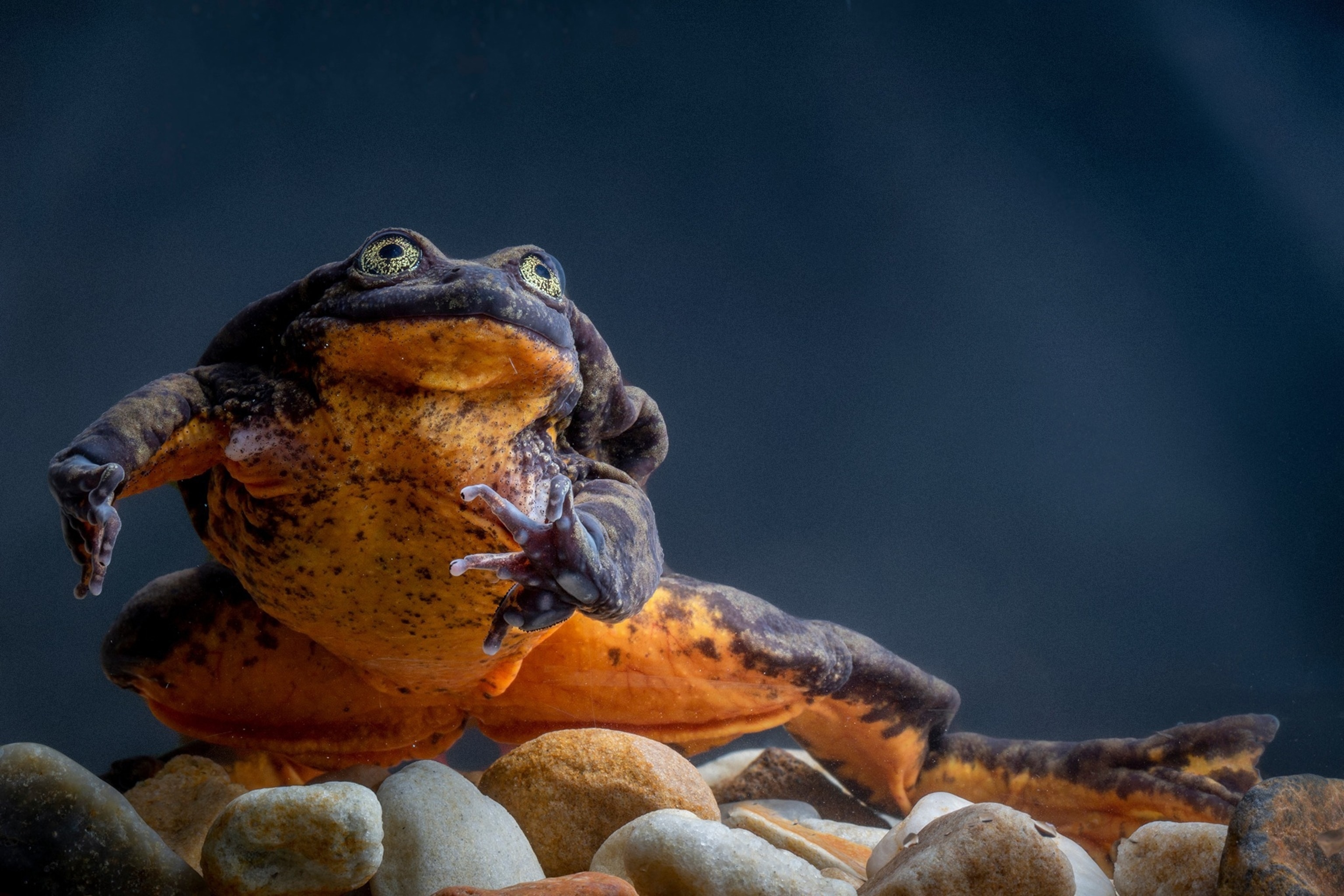 Romeo, one known as the "loneliest frog in the world until herpetologists found five additional Sehuencas water frogs during an expedition in 2019.