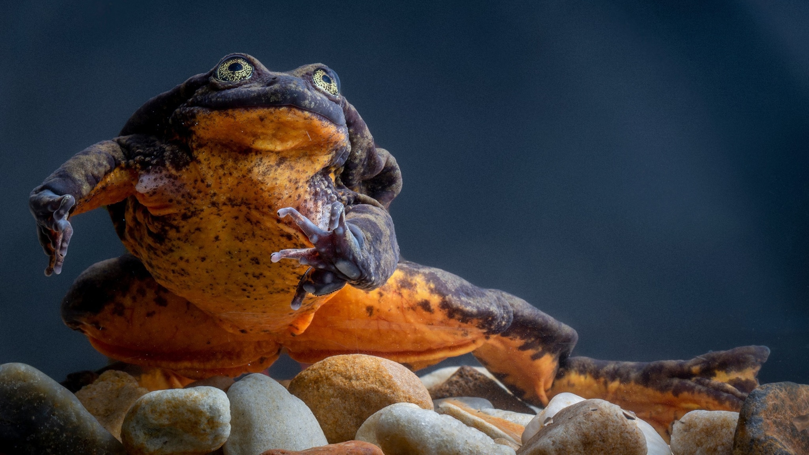Romeo, once the last known frog of his kind, died. But this story isn't a tragedy.