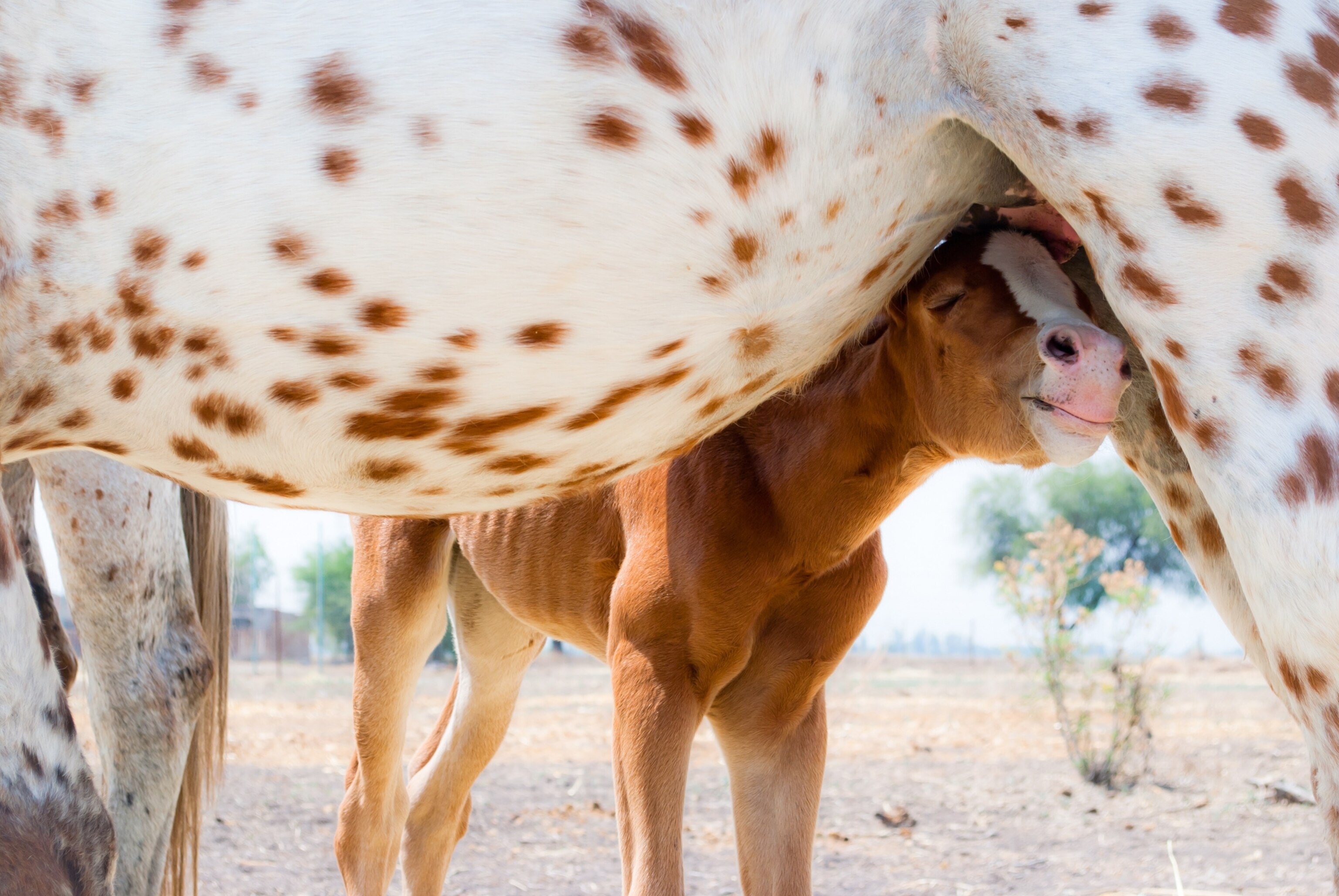a young horse and its mother