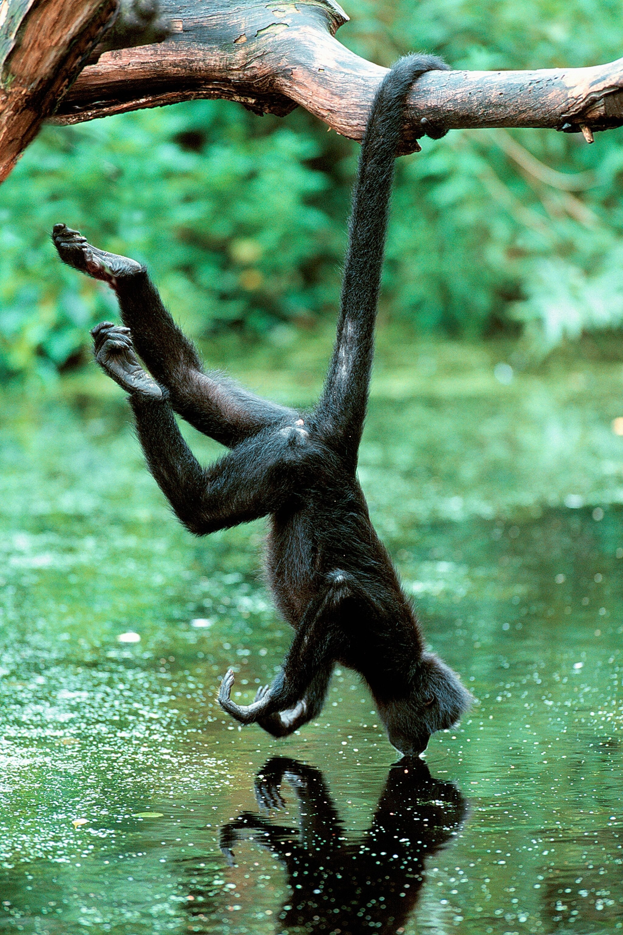 Nice Caboose Animals With the Longest Tails