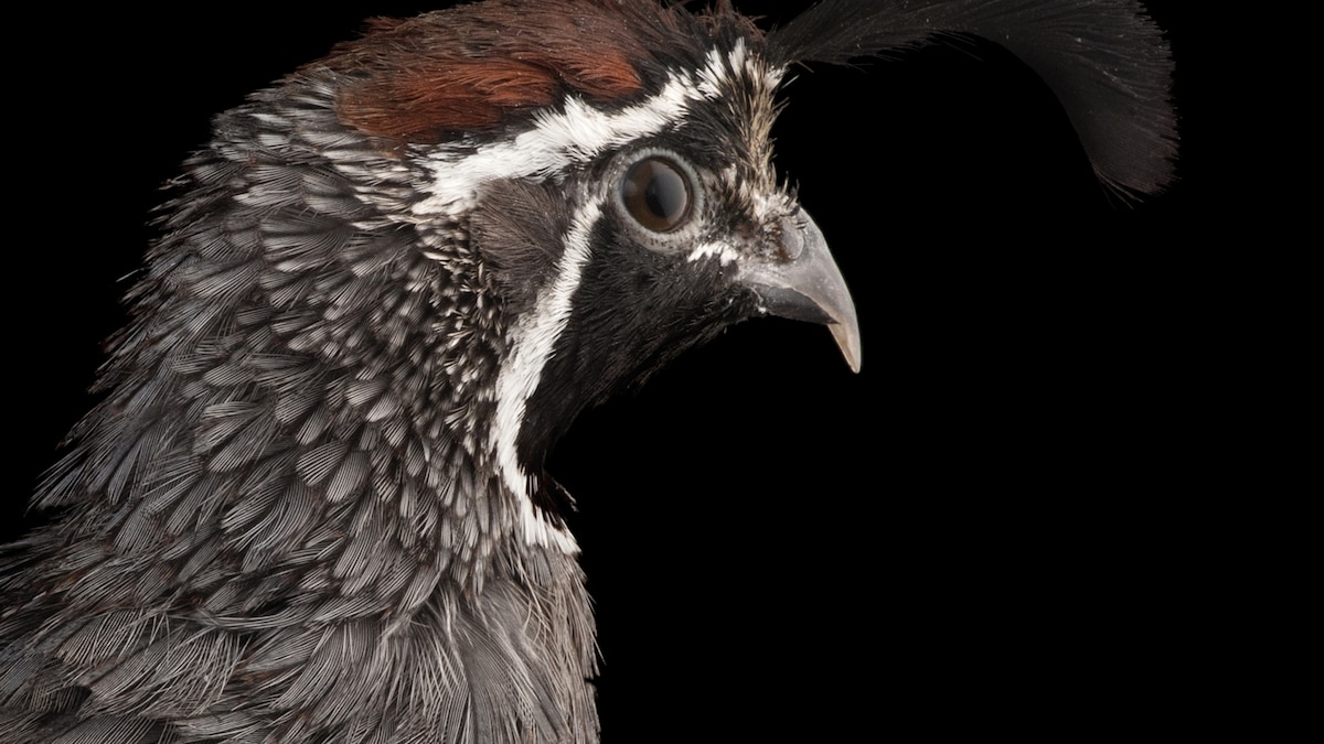 Gambel’s Quail | National Geographic