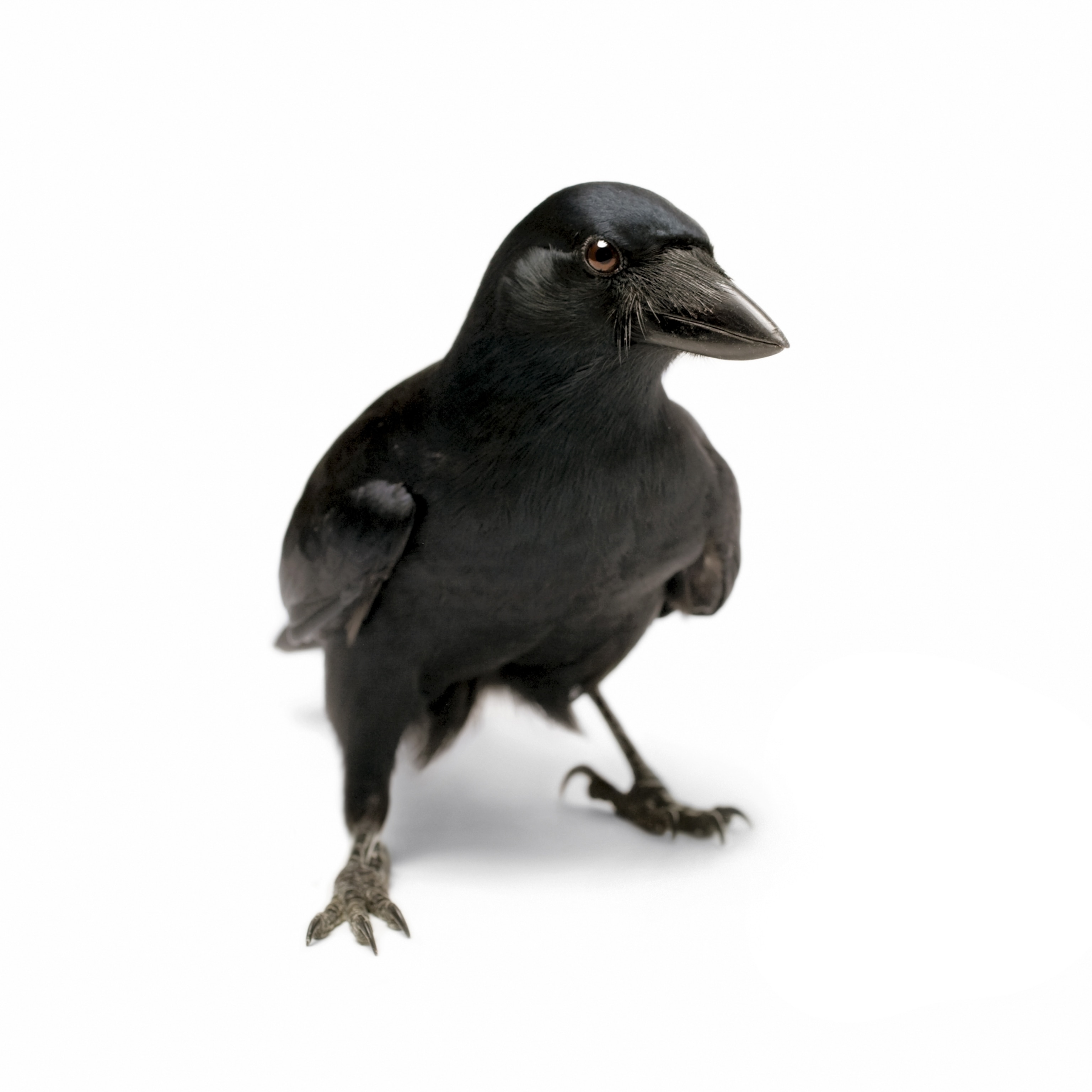 a black New Caledonian Crow