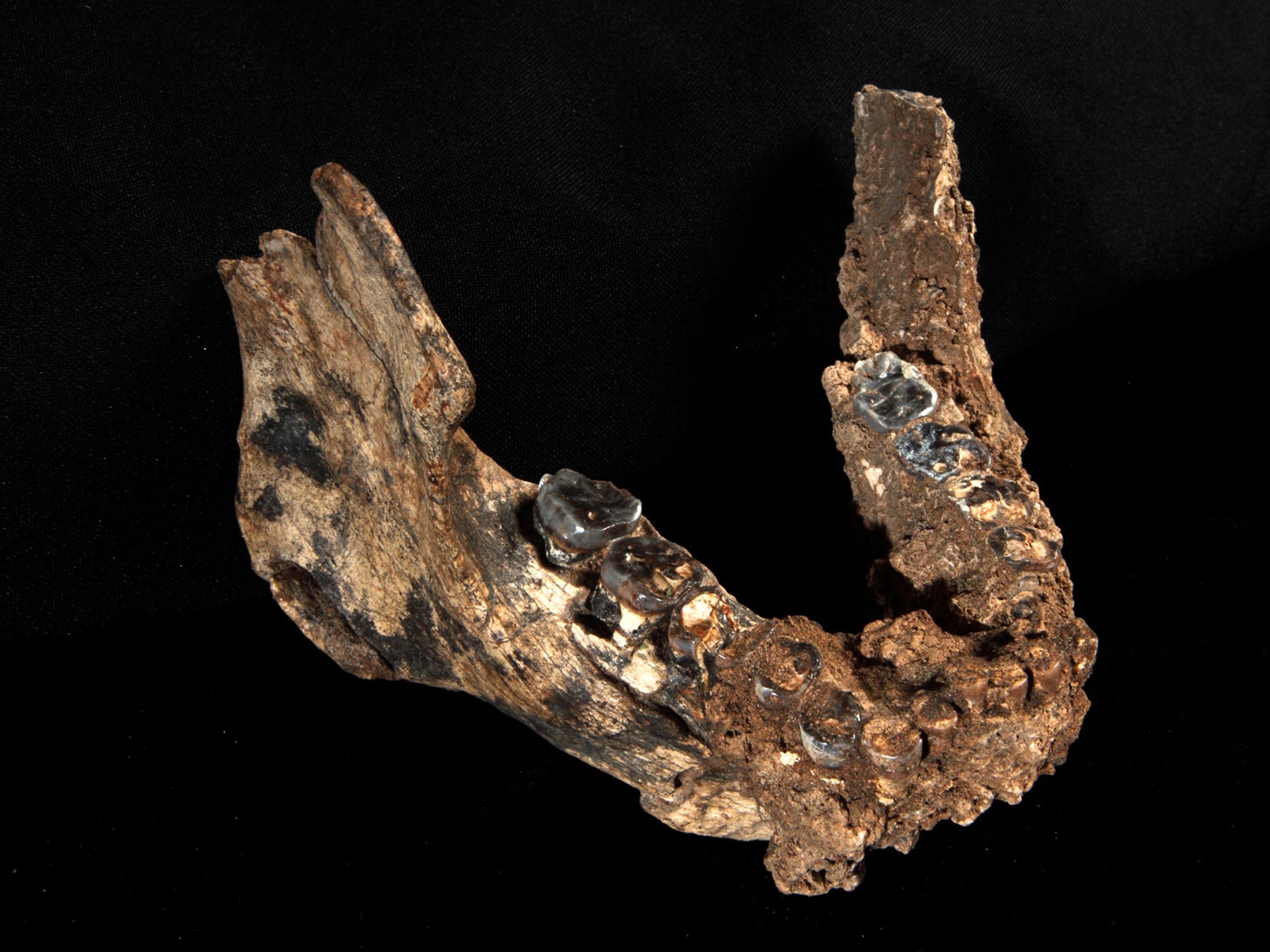 A hominid's jaw.