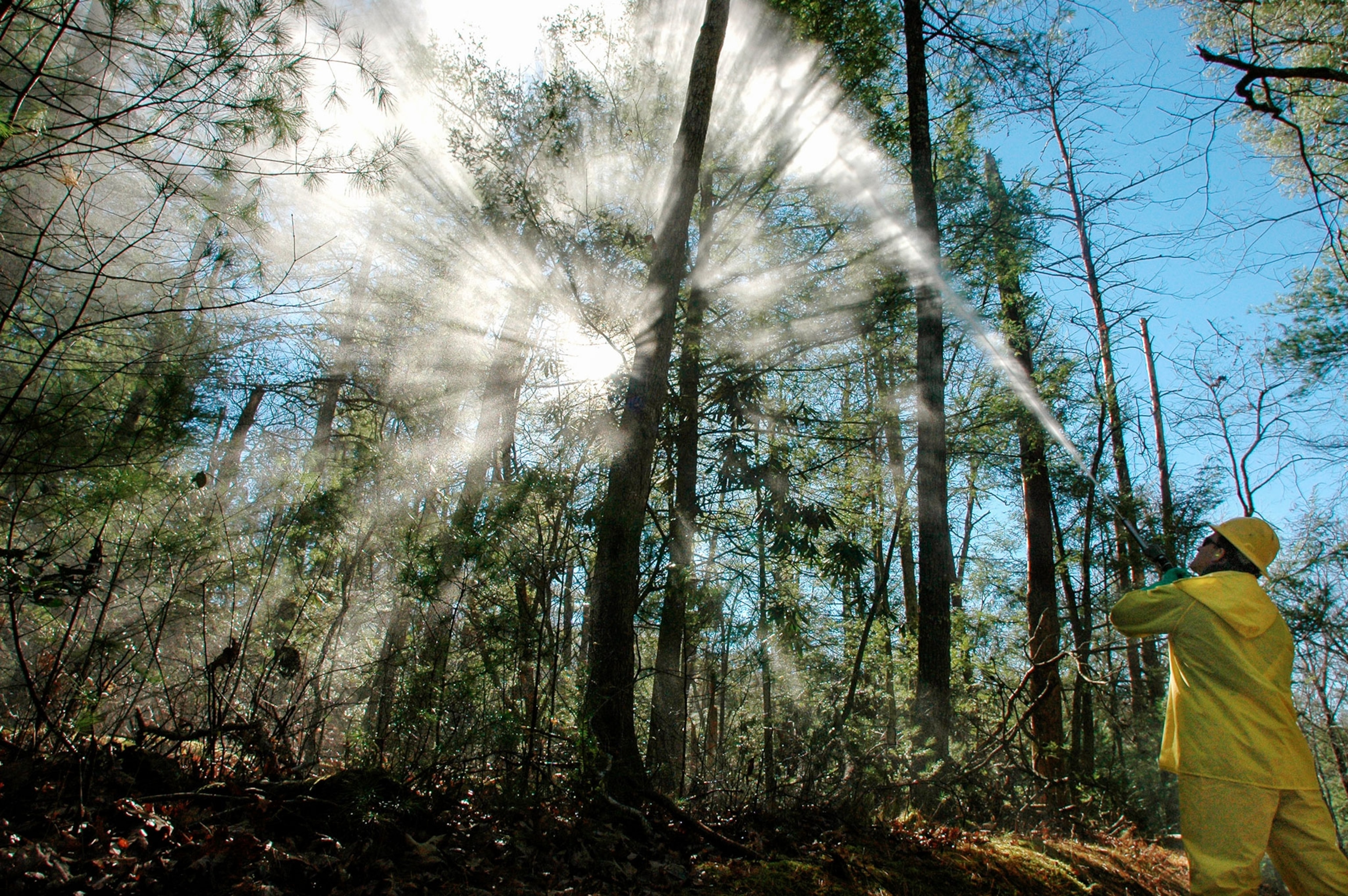 a man spraying eastern hemlock trees in an effort to manage the woolly adelgid