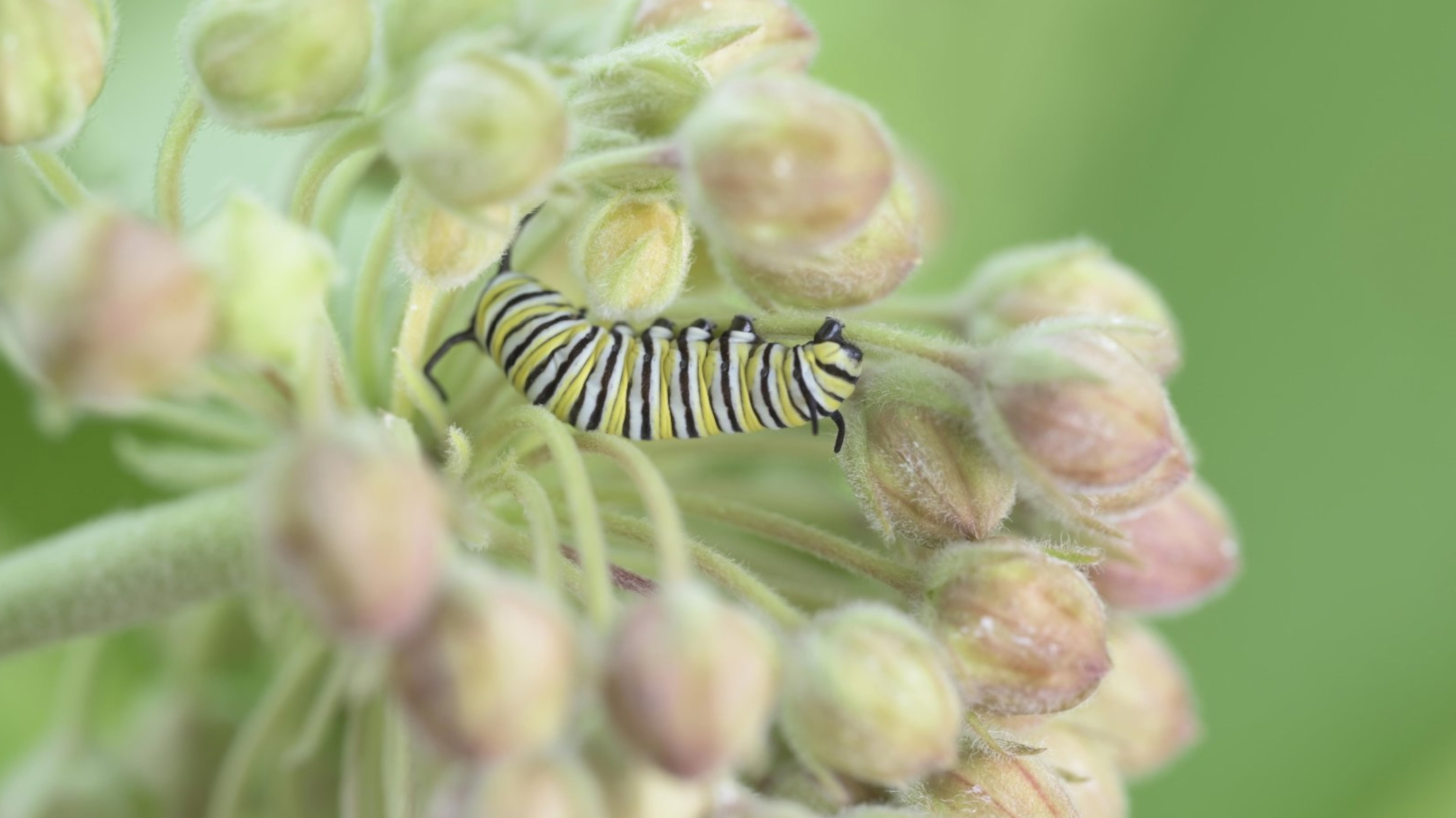 Anyone can help monarch butterflies. All you need is a yard.