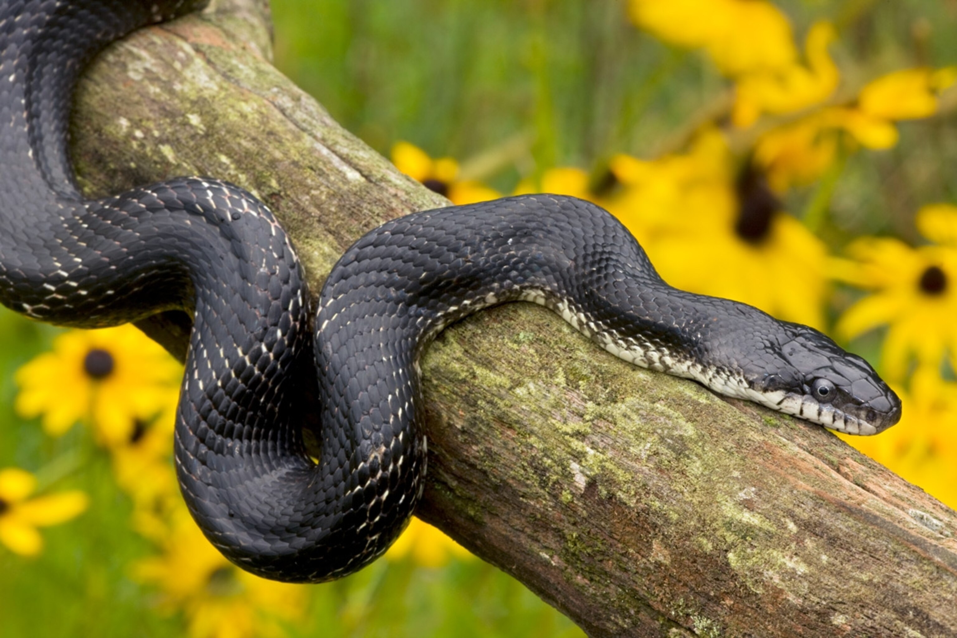 Black Ratsnake (Elaphe obsoleta) wrapped around a log, USA