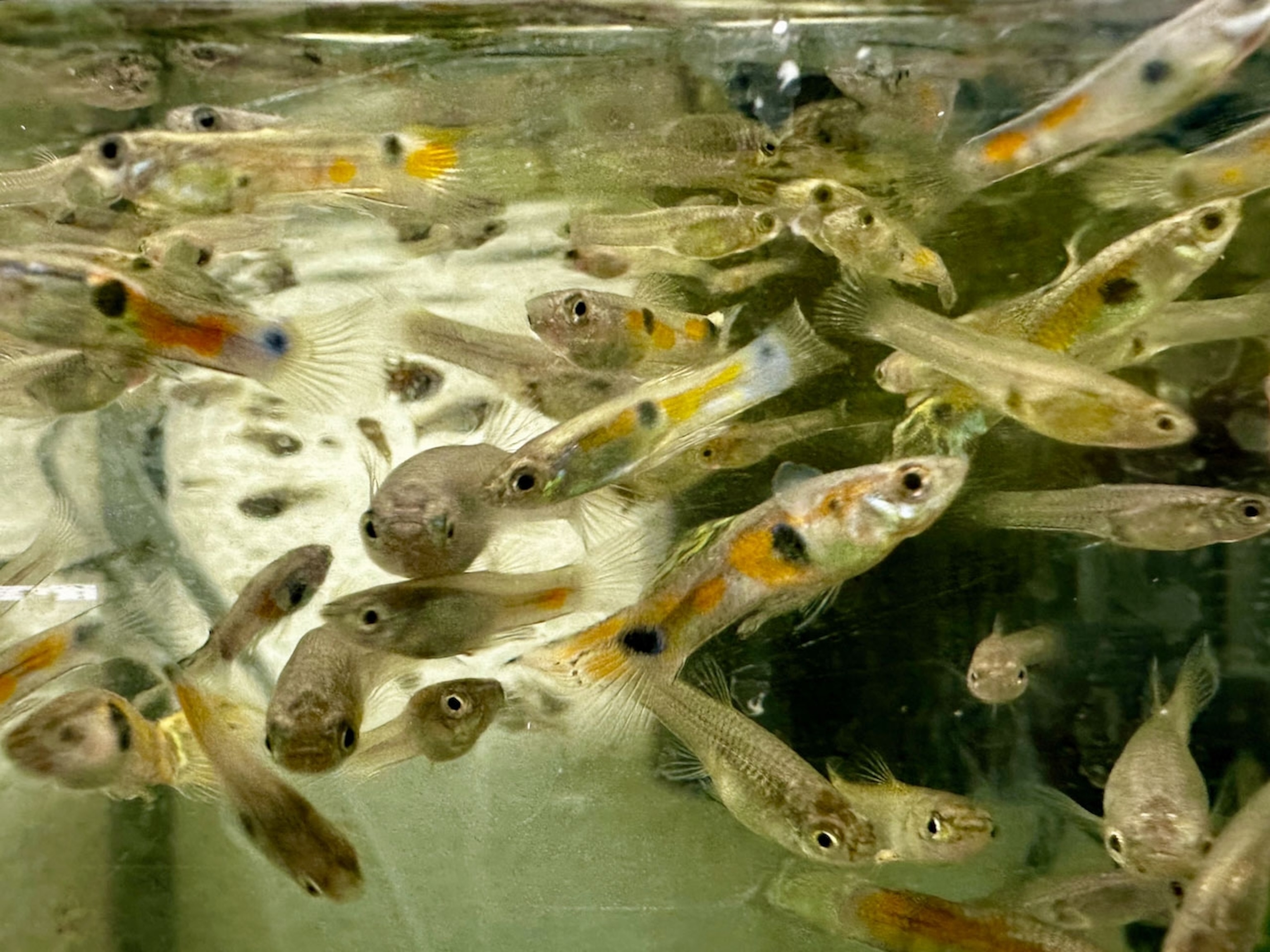 A grouping of small fish in water.