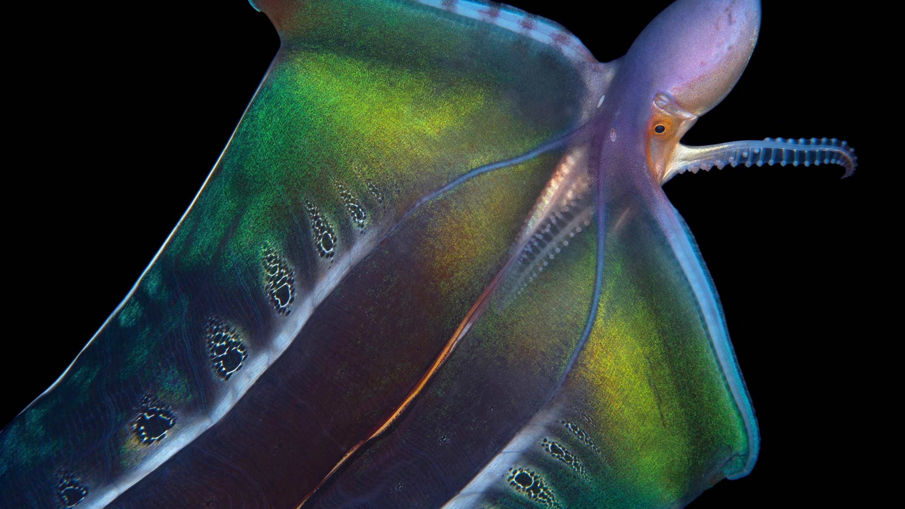 An octopus invited this writer into her tank—and her secret world