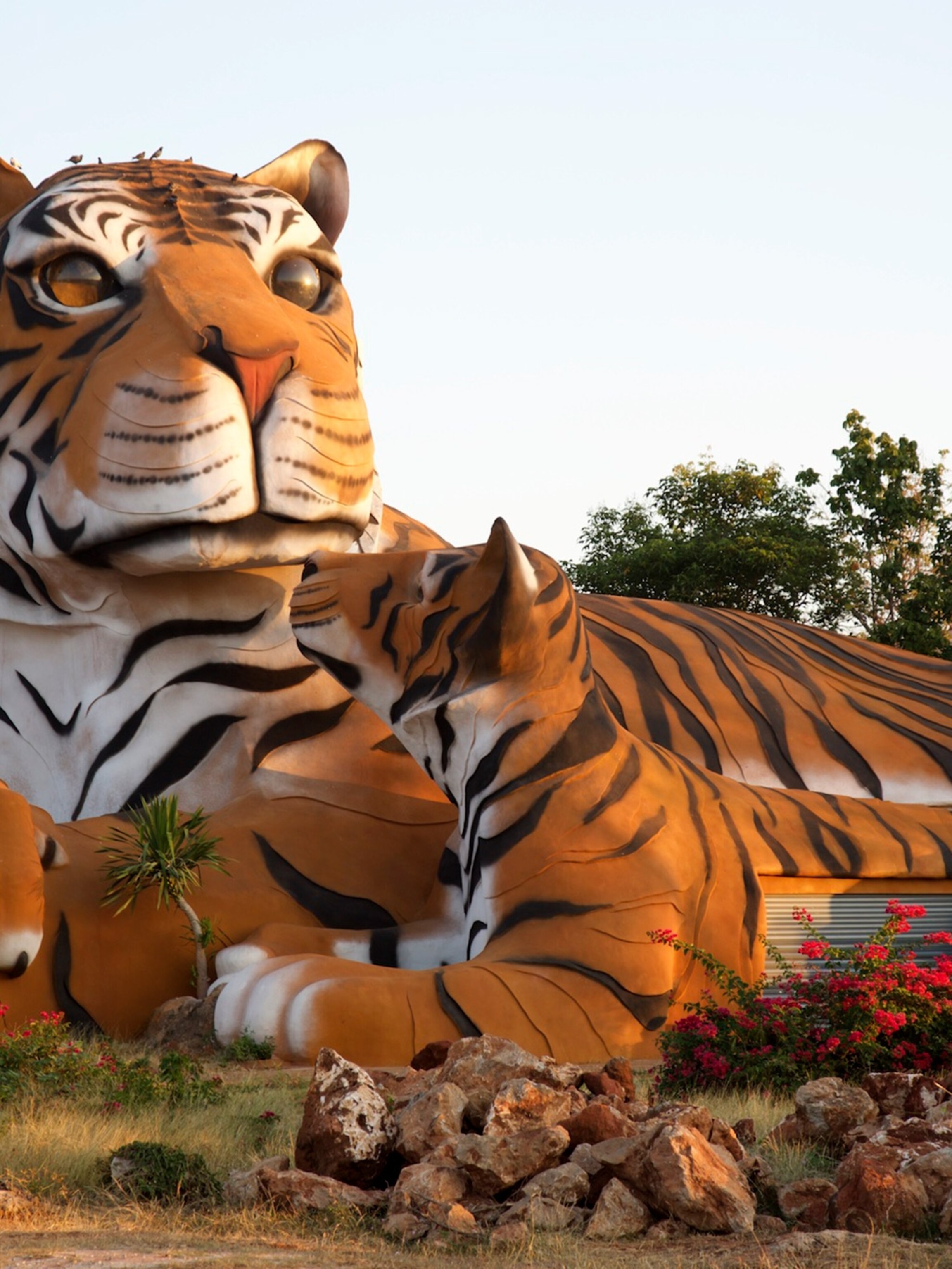 Exclusive: Tiger Temple Accused of Supplying Black Market