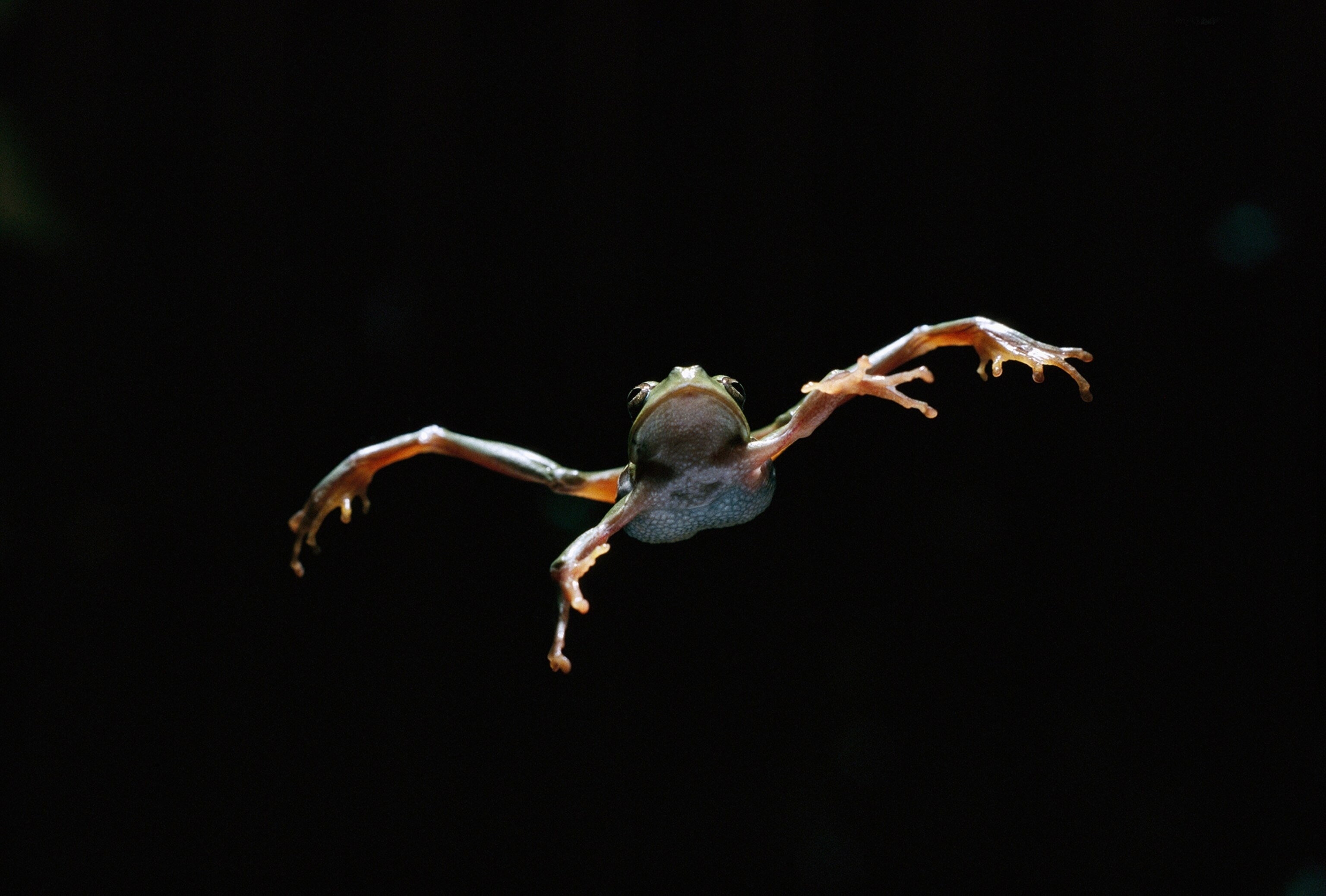 Frog leap. Frog leap
