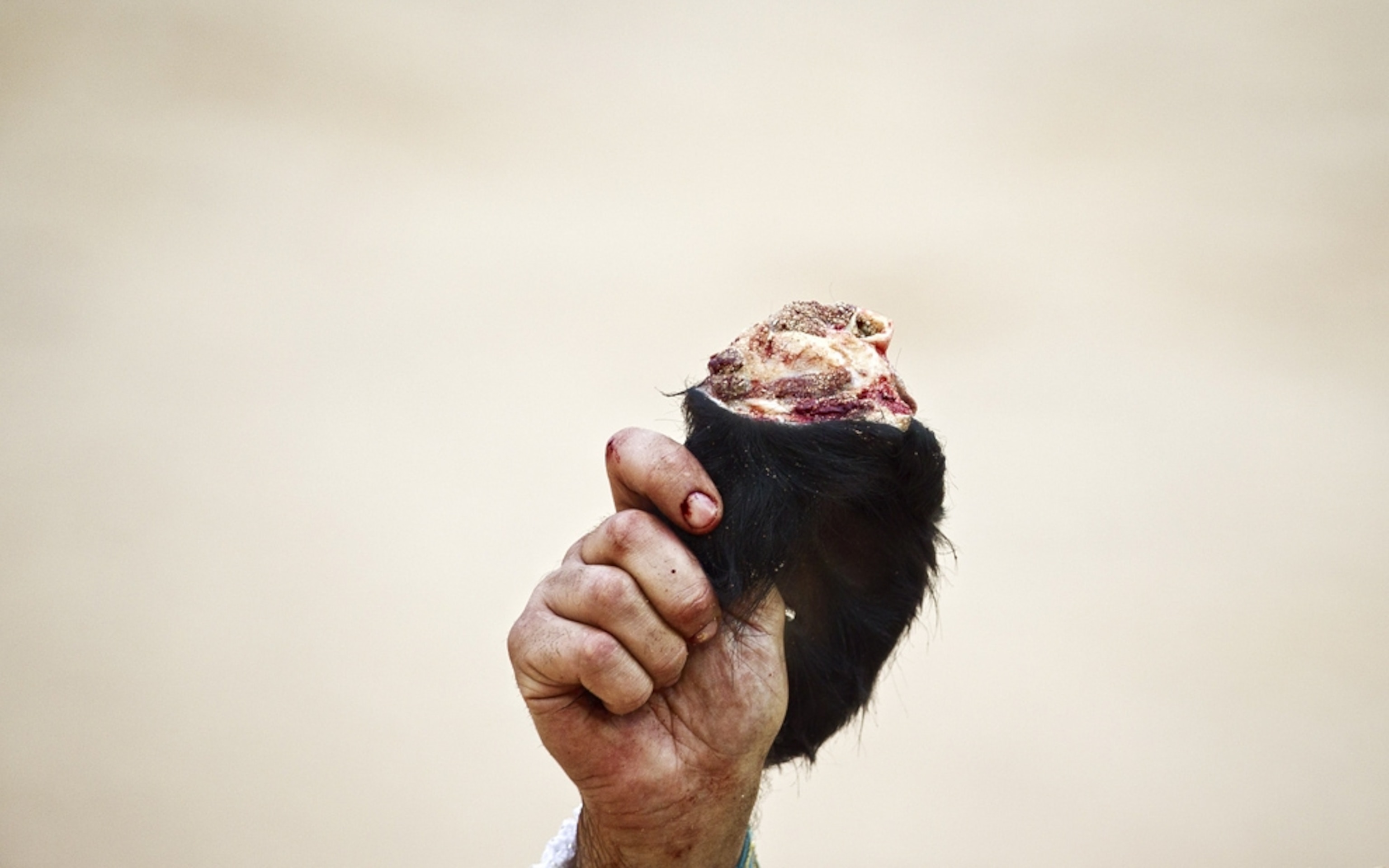 Bullfighting picture: matador holds up bull's ear during the San Fermin festival in Pamplona, Spain