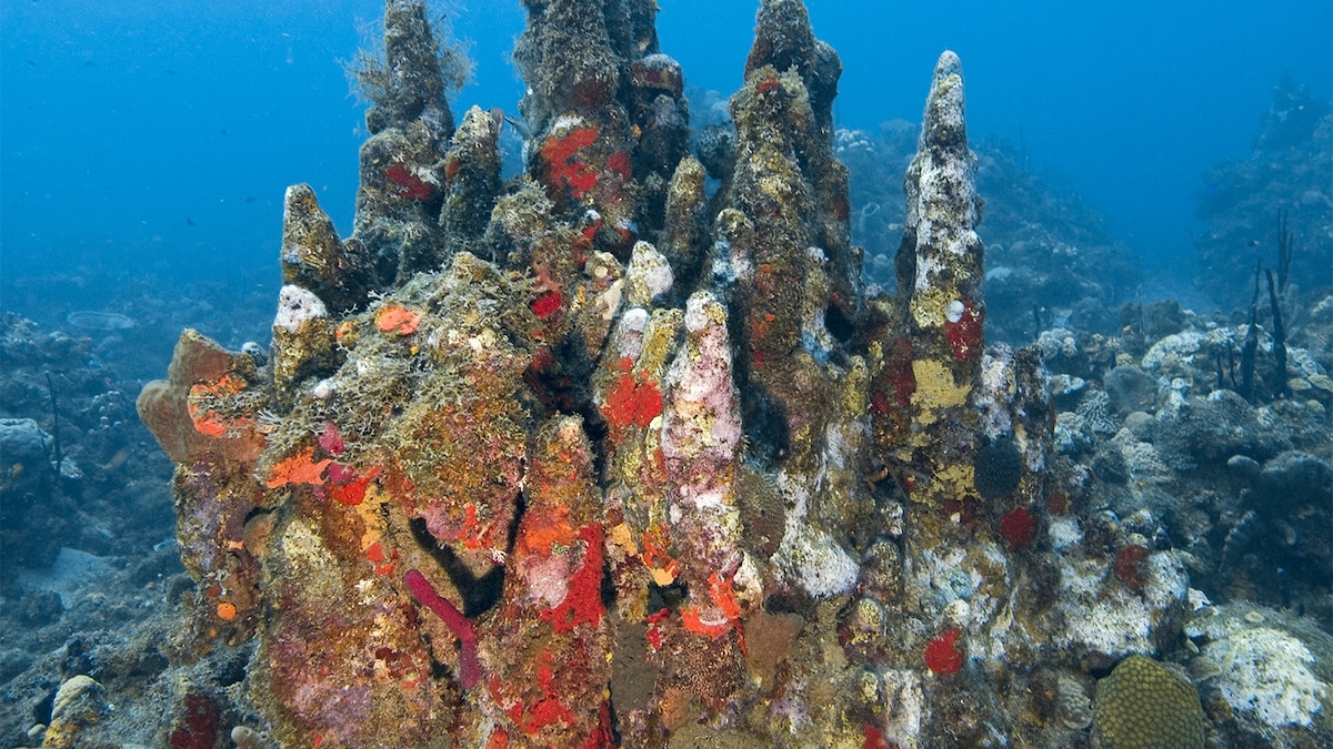 Number of Threatened Coral Species Jumps From 2 to 22