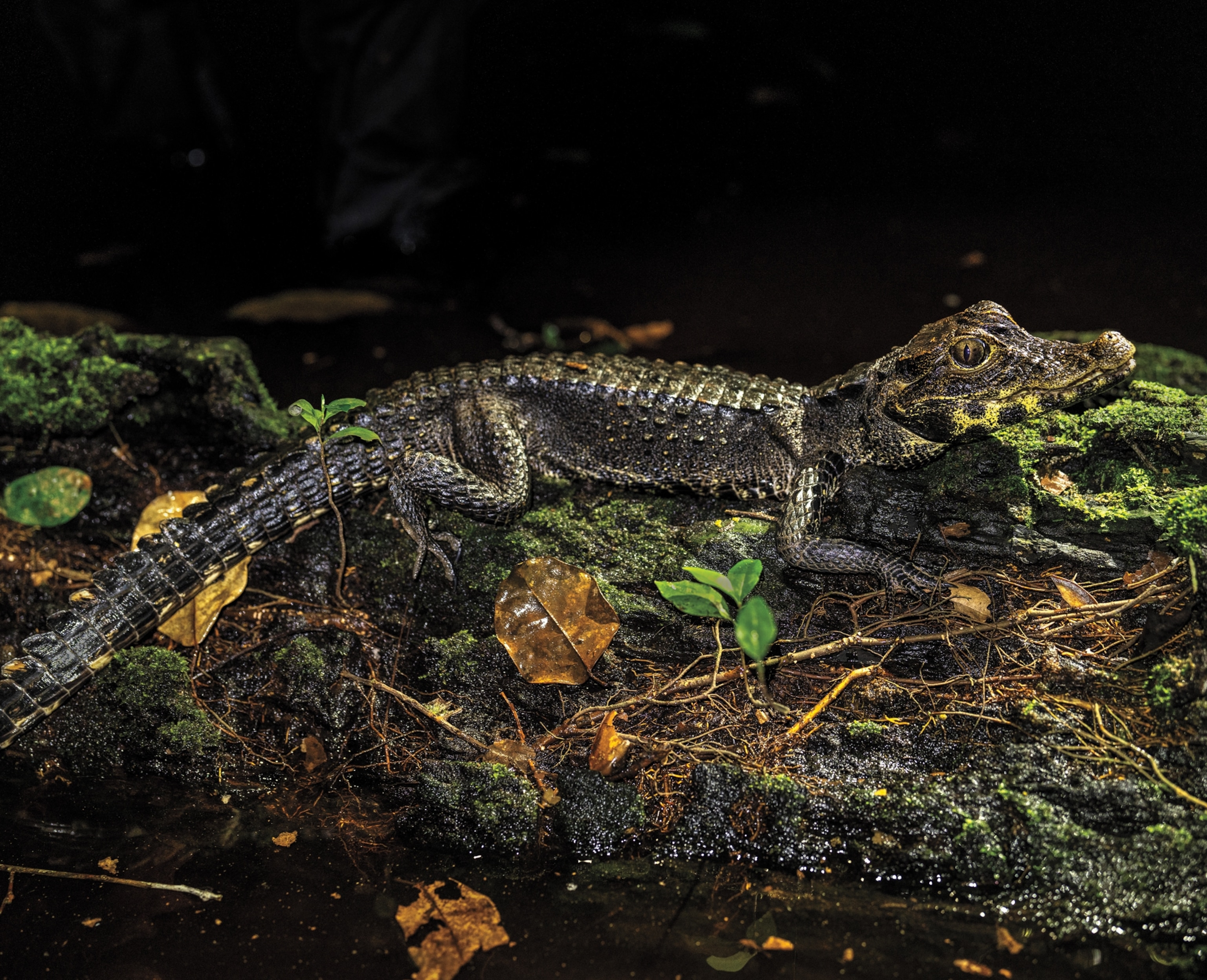 A small crocodile lays on a wooden log covered in sticks, leaves, and moss that is floating in dark water.