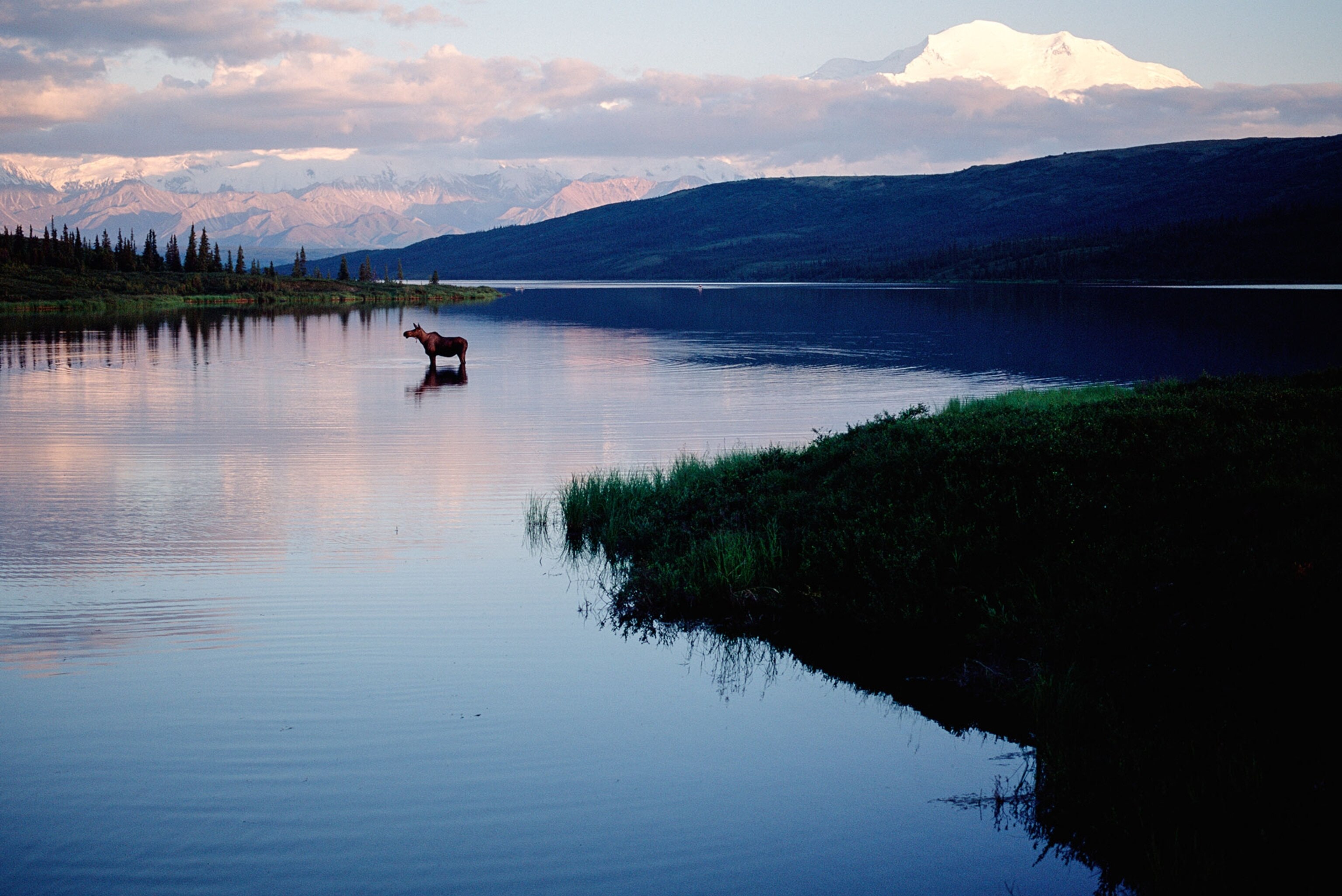 moose in Denali National Park