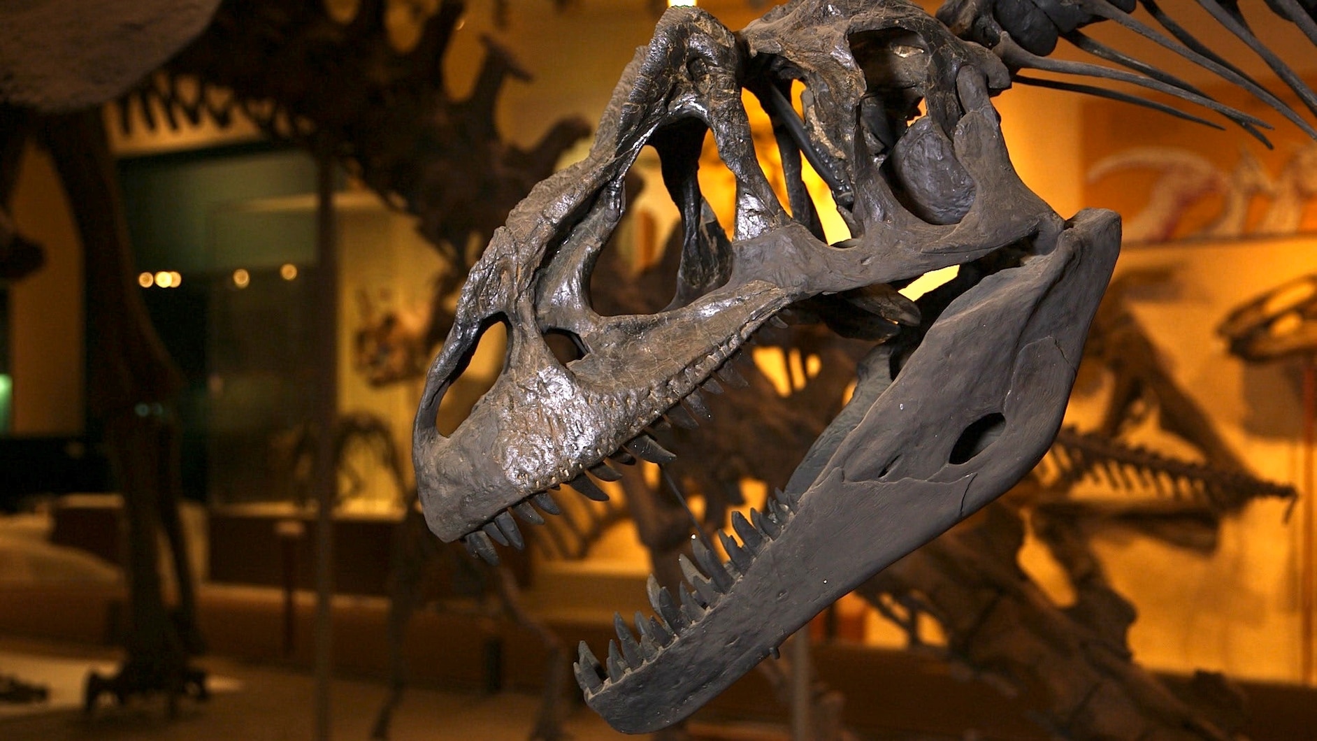 11 allosaurus ideas to save today | dinosaur art, prehistoric animals,  prehistoric creatures and more, image size:1884x1060