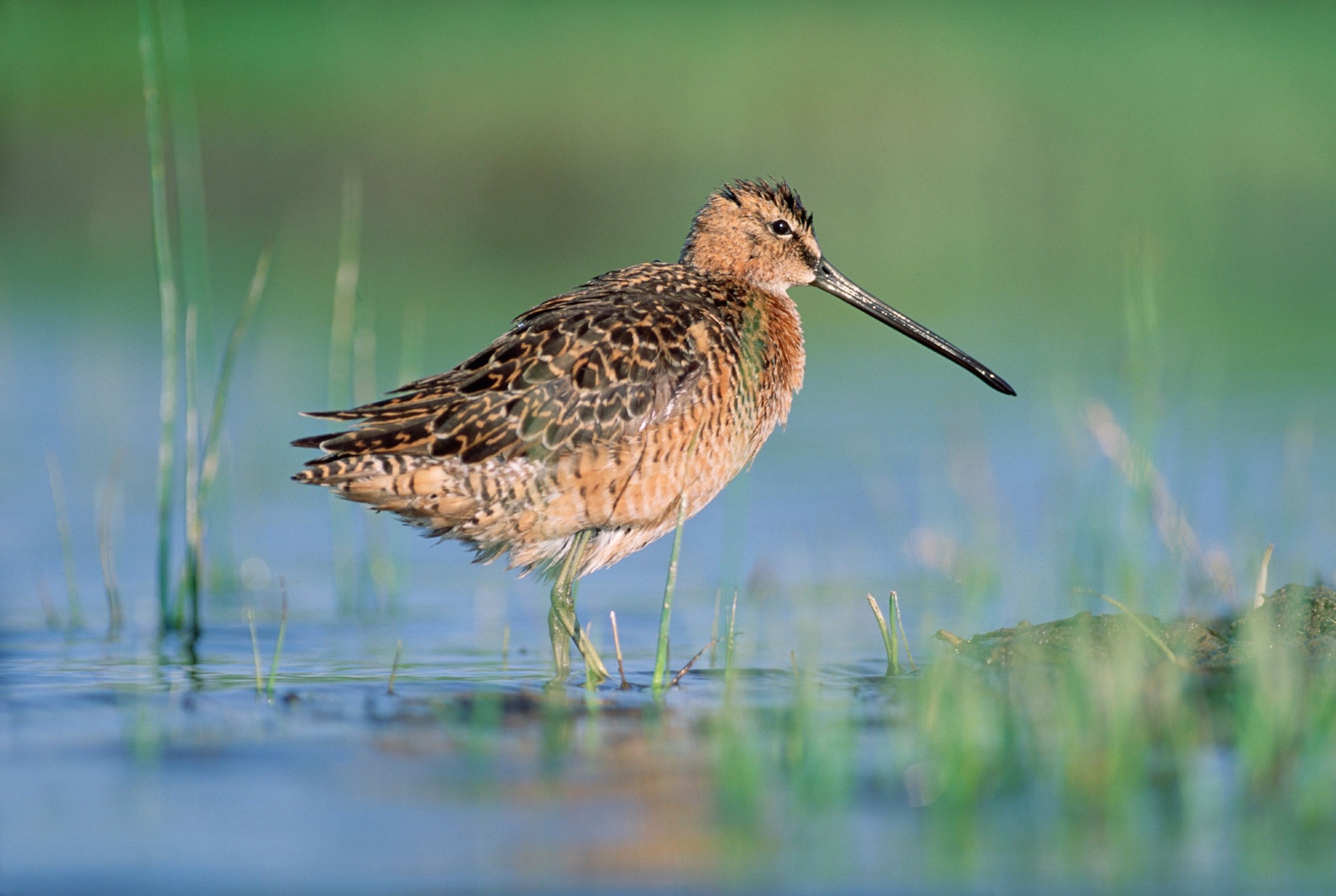 a long-billed dowitcher