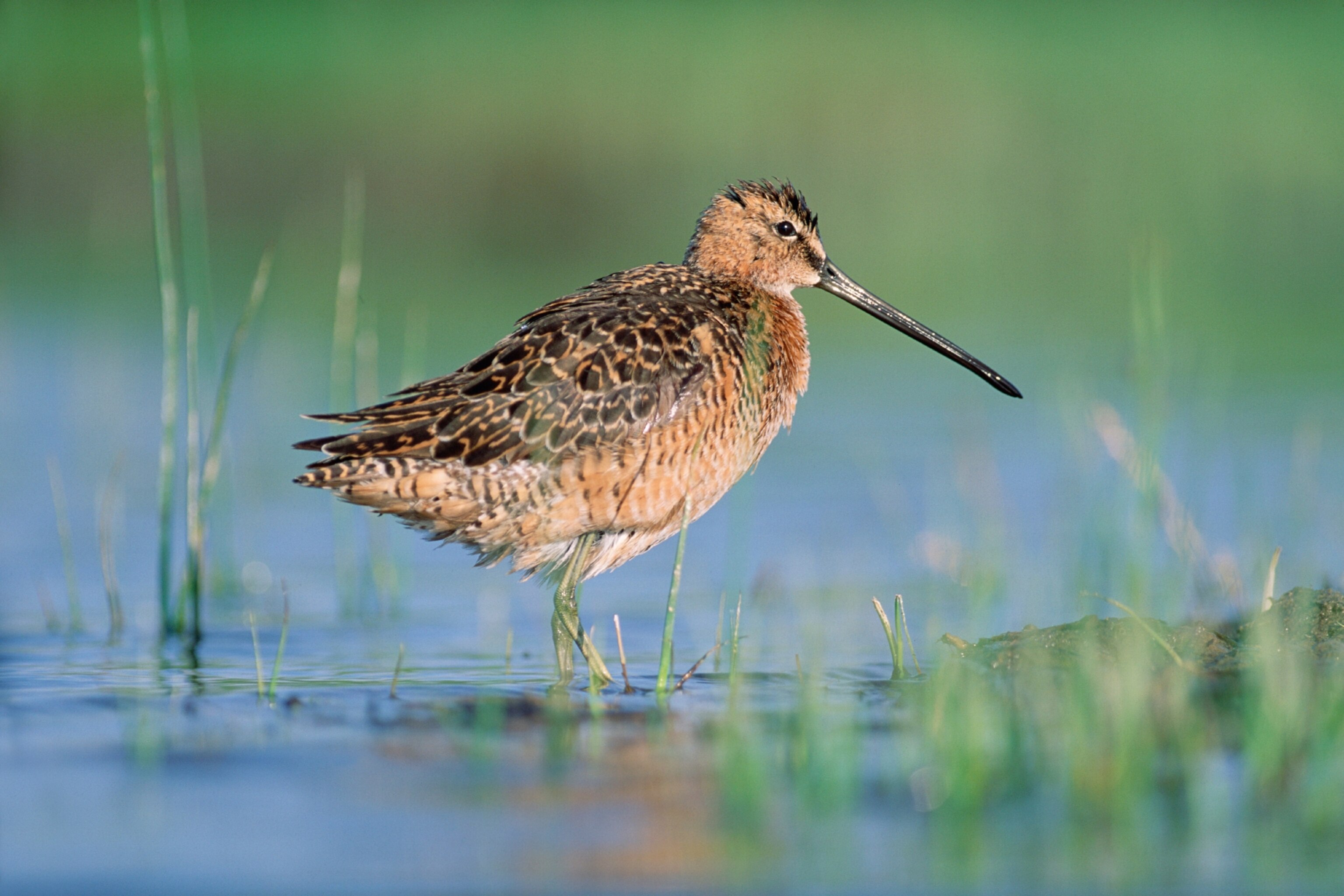 a long-billed dowitcher
