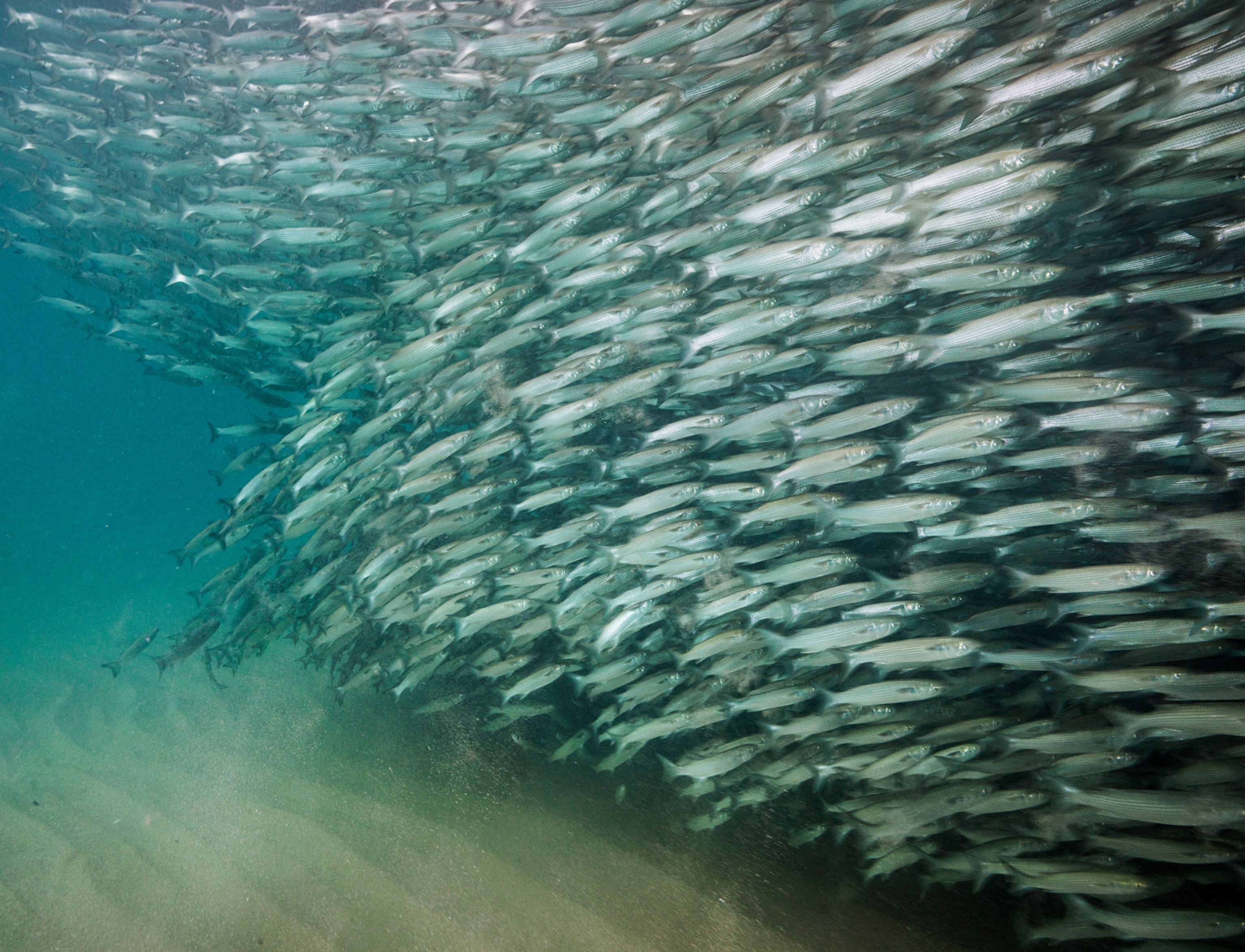 A large group of small fish swim underwater