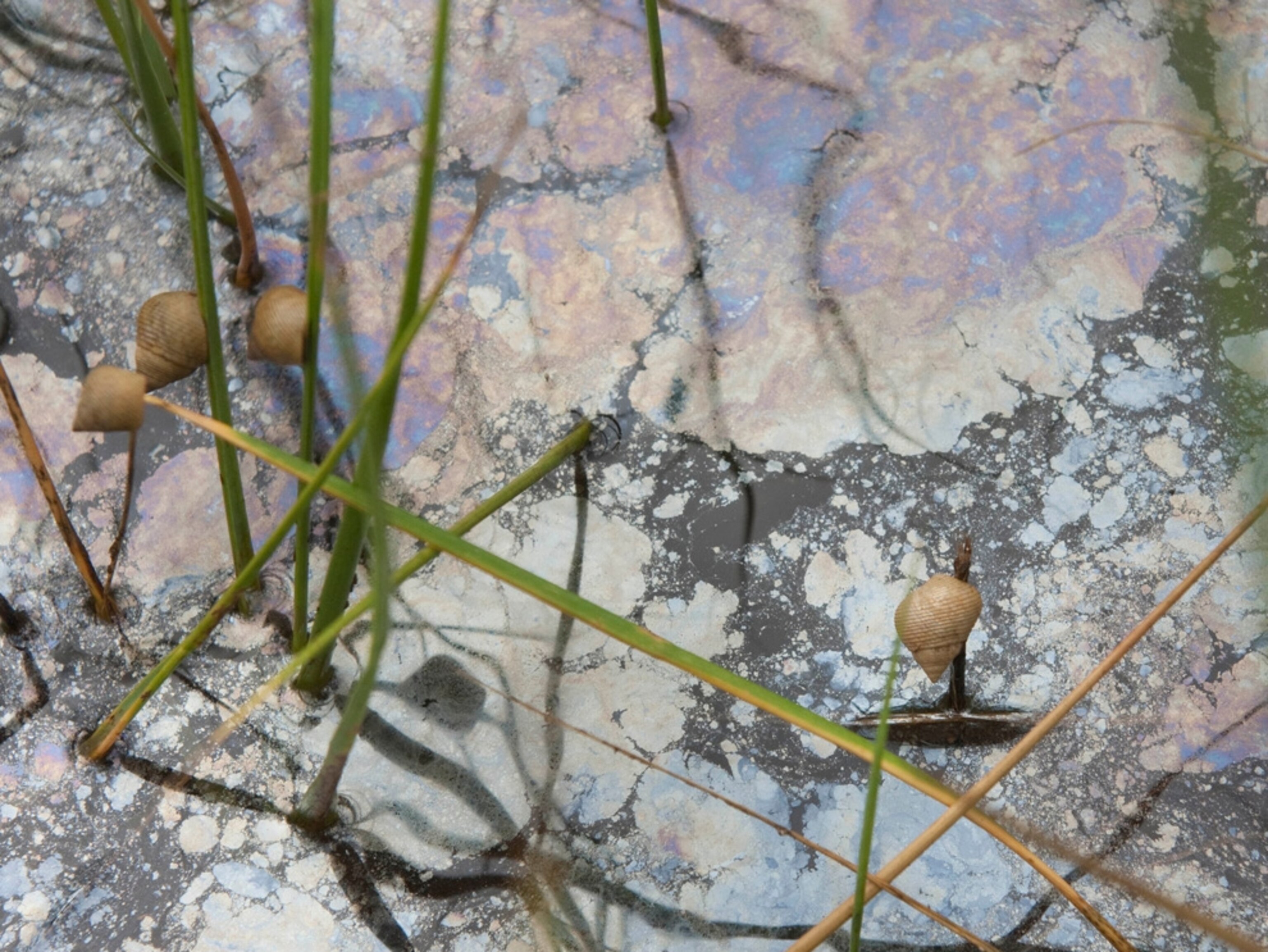 Snails clinging to blades of grass