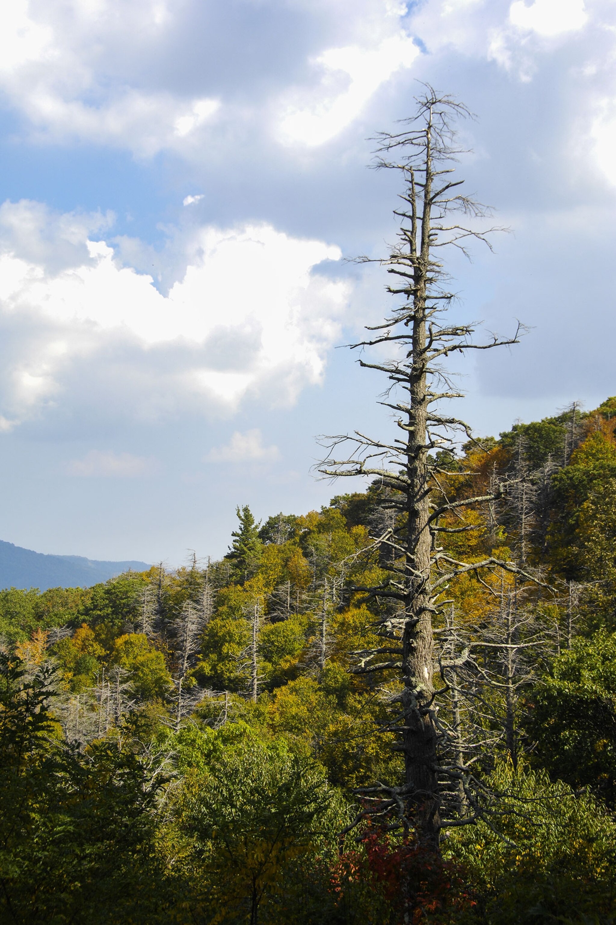 Are Harvard's Dying Hemlocks a Warning for Trees Everywhere?
