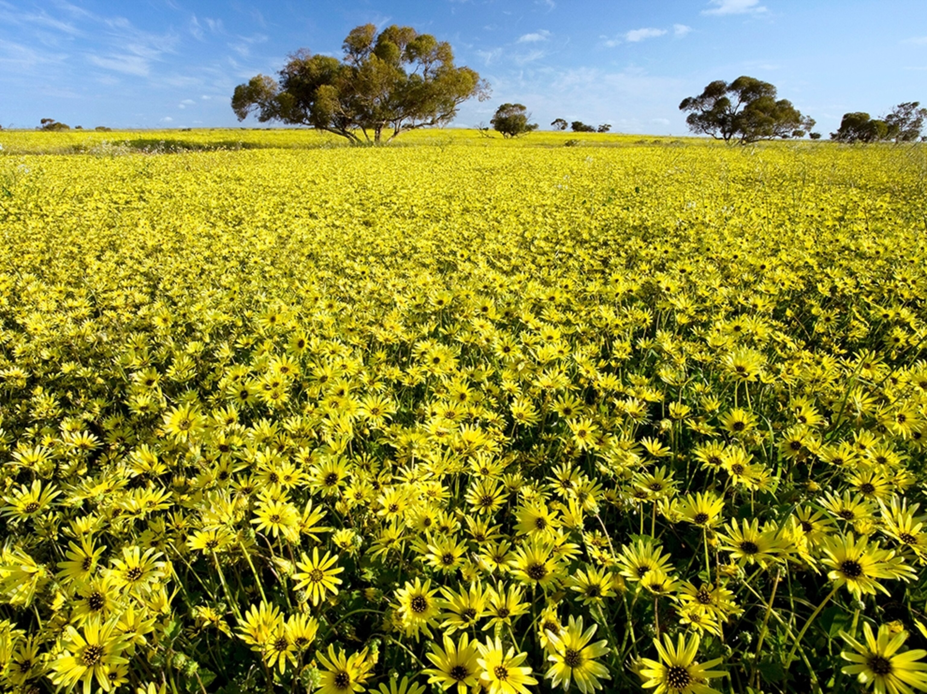 wildflowers in western Australia