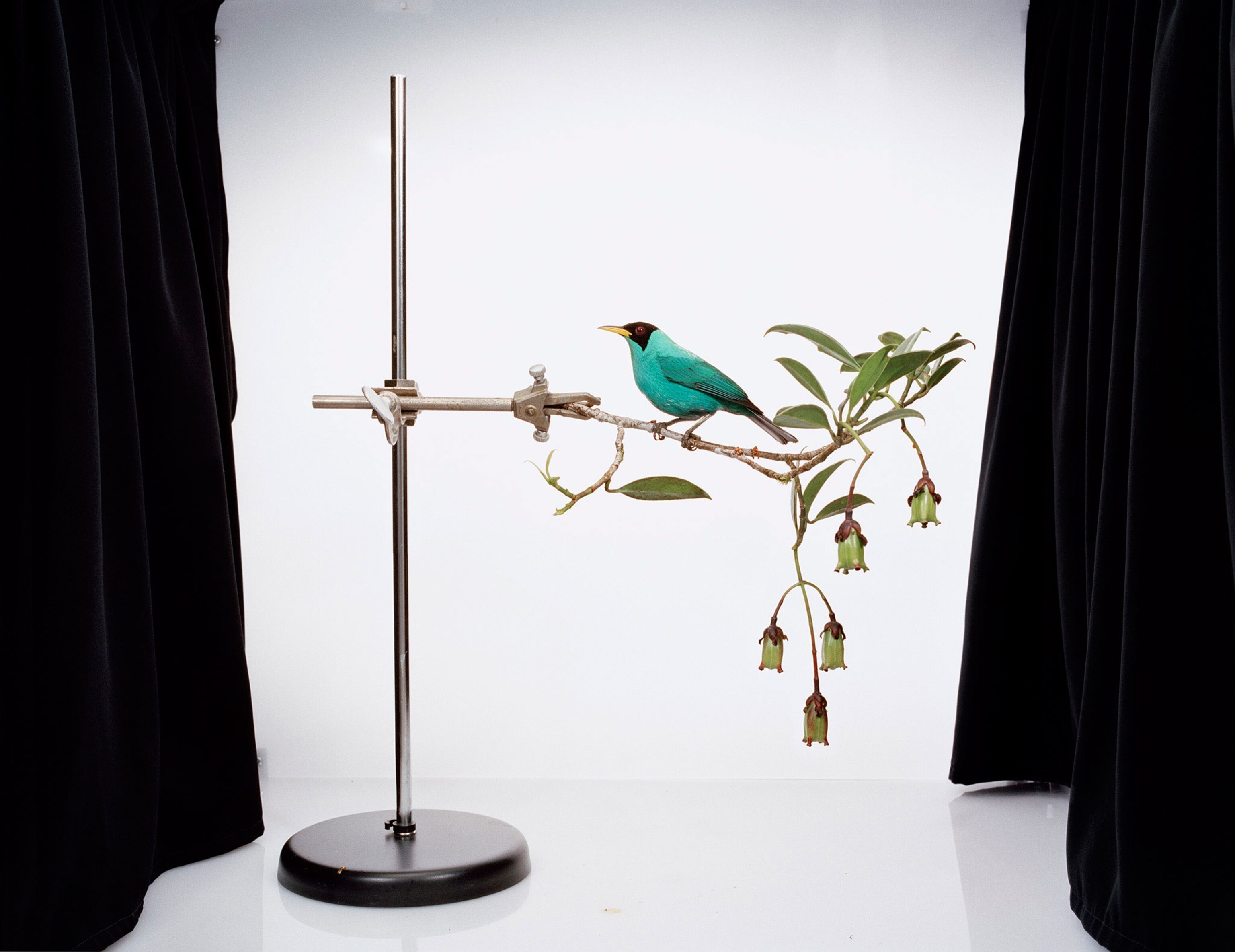 Through an Artist's Lens, Field Biology Takes the Stage